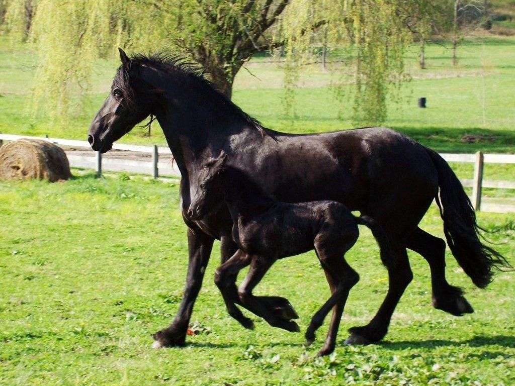 1024x768 Image detail for -Free Friesian horses Wallpaper
