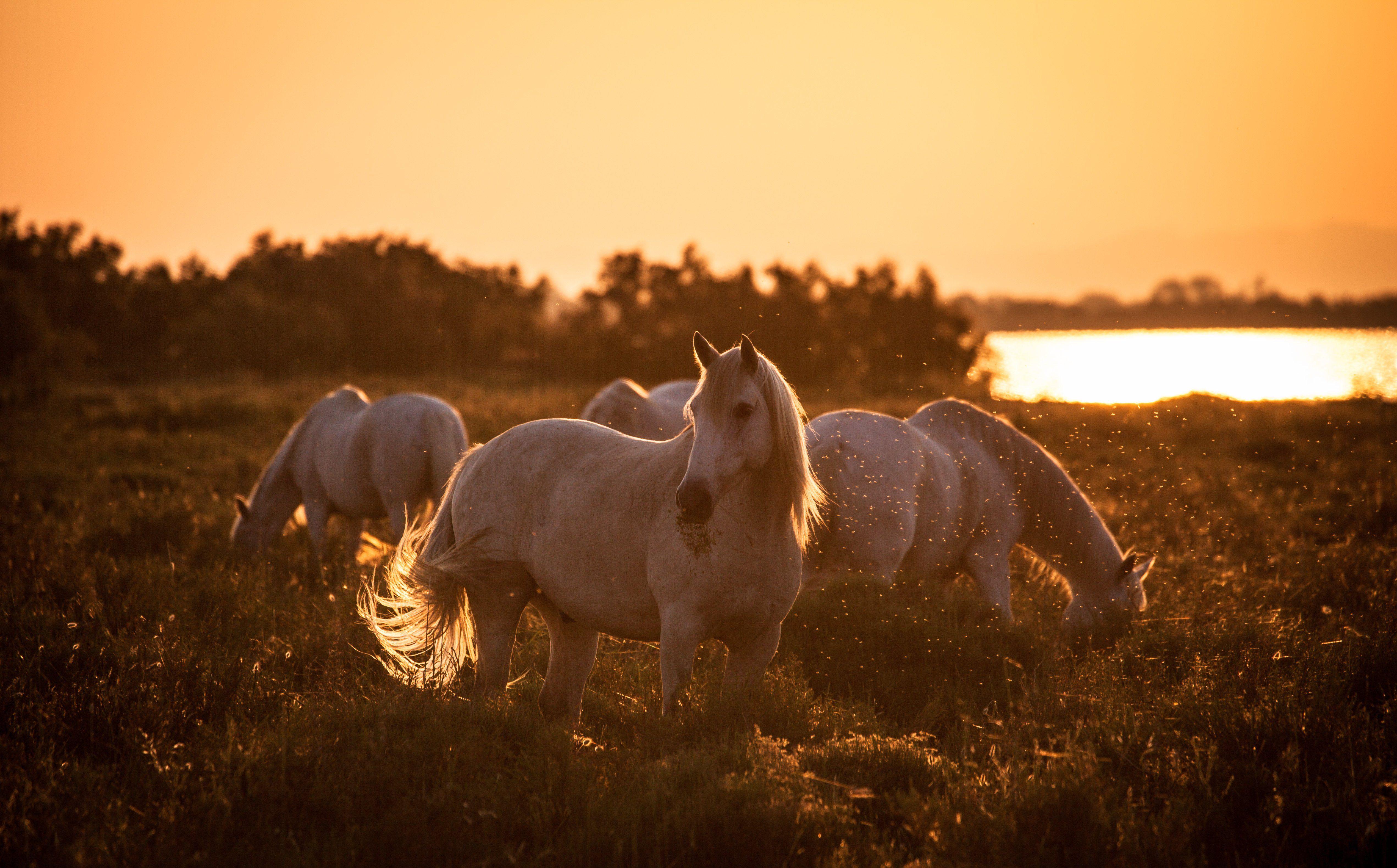 5083x3158 Real Horses Wallpaper
