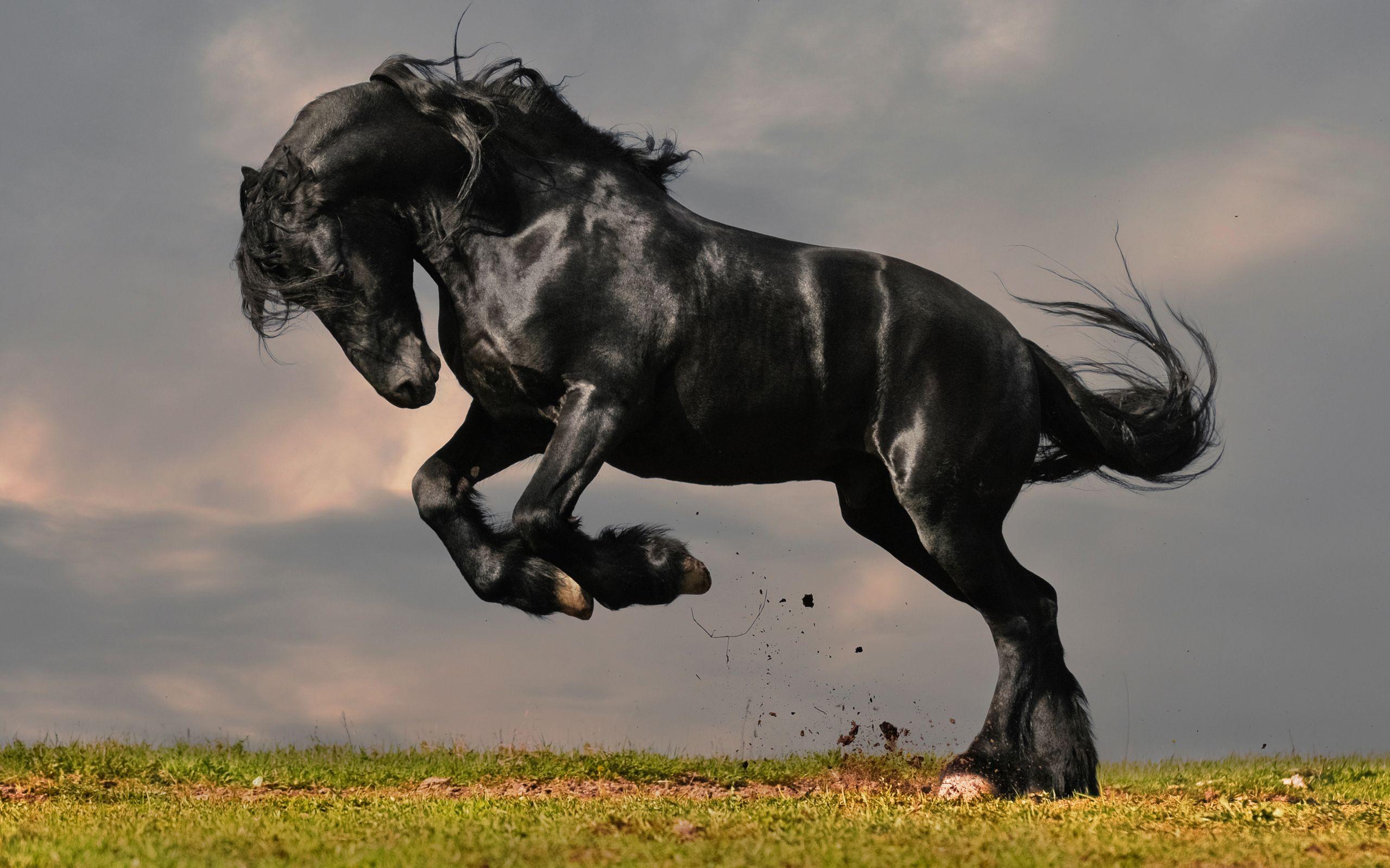 2560x1600 fantastic black horse wallpaper 1330. Horses, Black horses