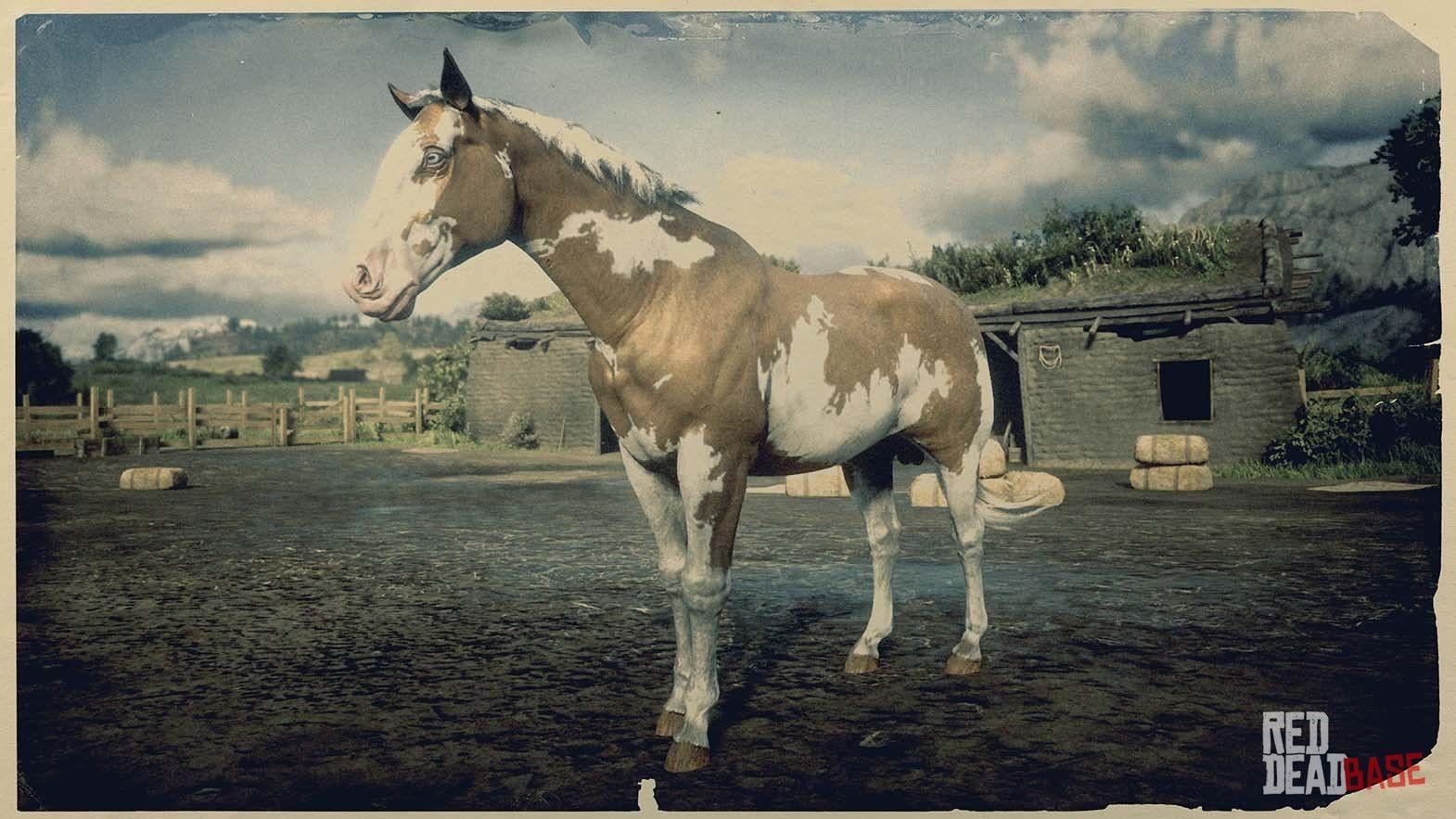 1570x883 Overo American Paint Horse & Red Dead Online Horses
