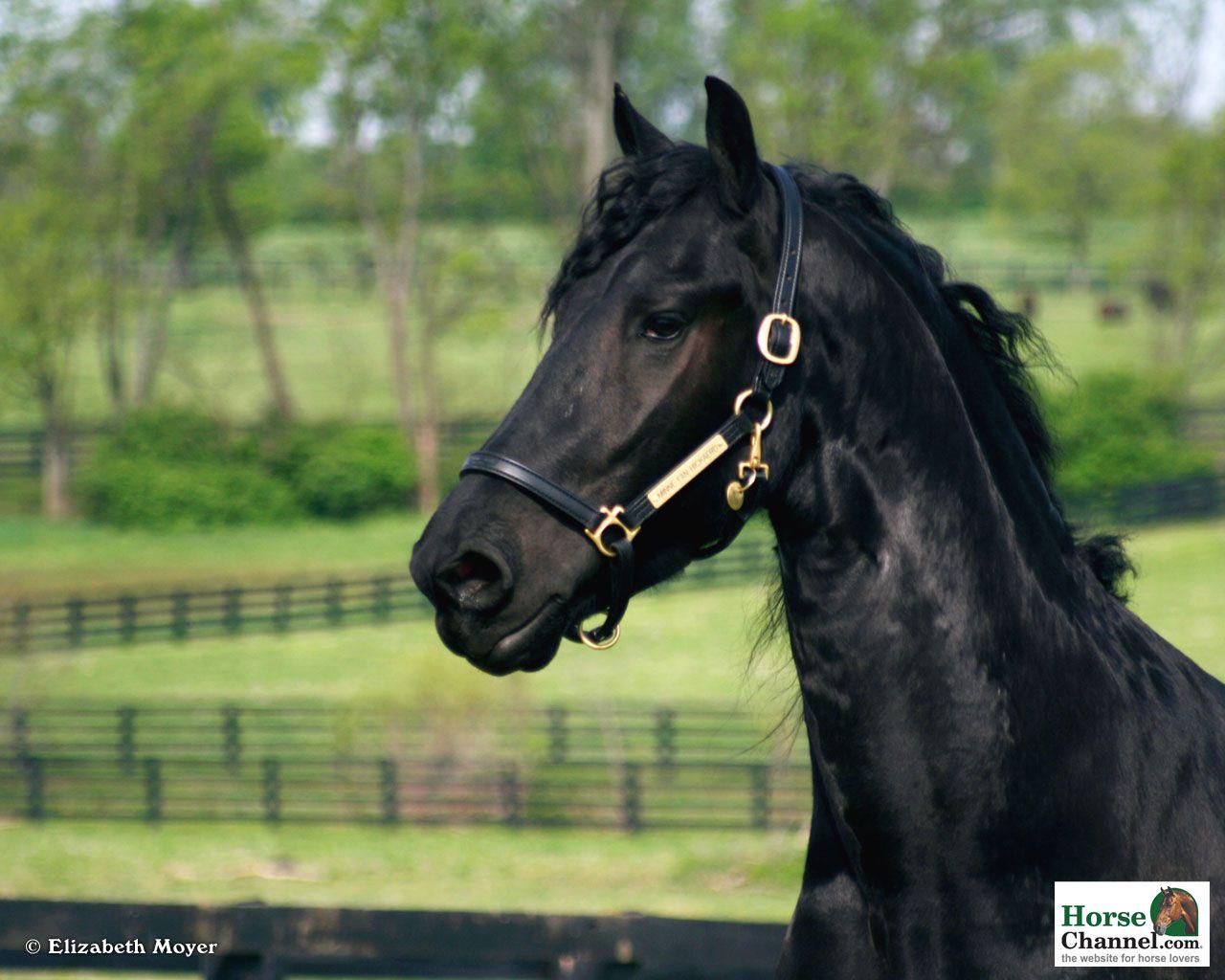 1280x1024 Friesian Screensaver and Wallpaper