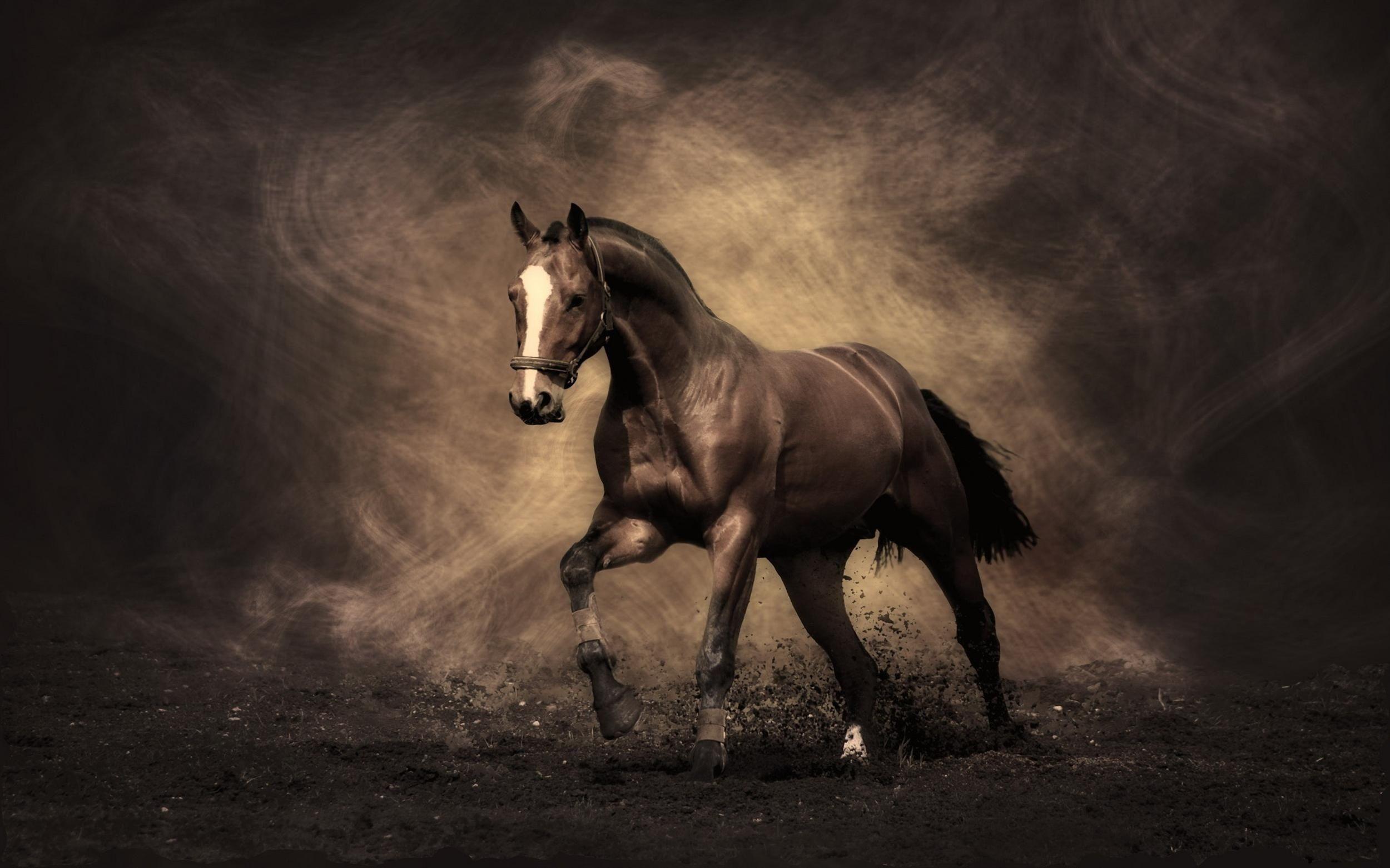 2500x1562 Horses Wallpaper Free