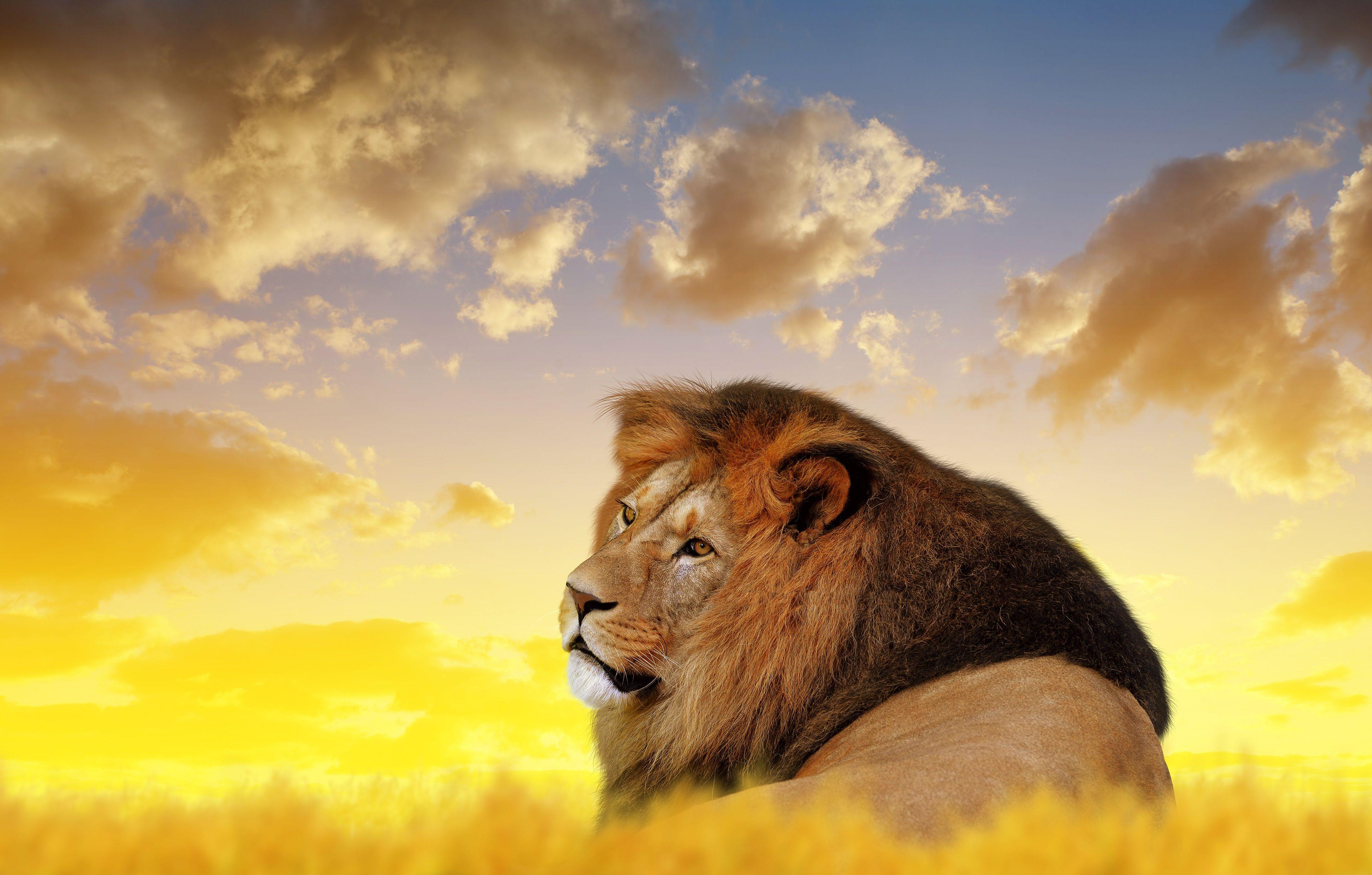 4000x2551 Lion Ultra HD 4k, Động vật HD, Hình nền 4k, Hình ảnh, Bối cảnh, Hình ảnh và Hình ảnh