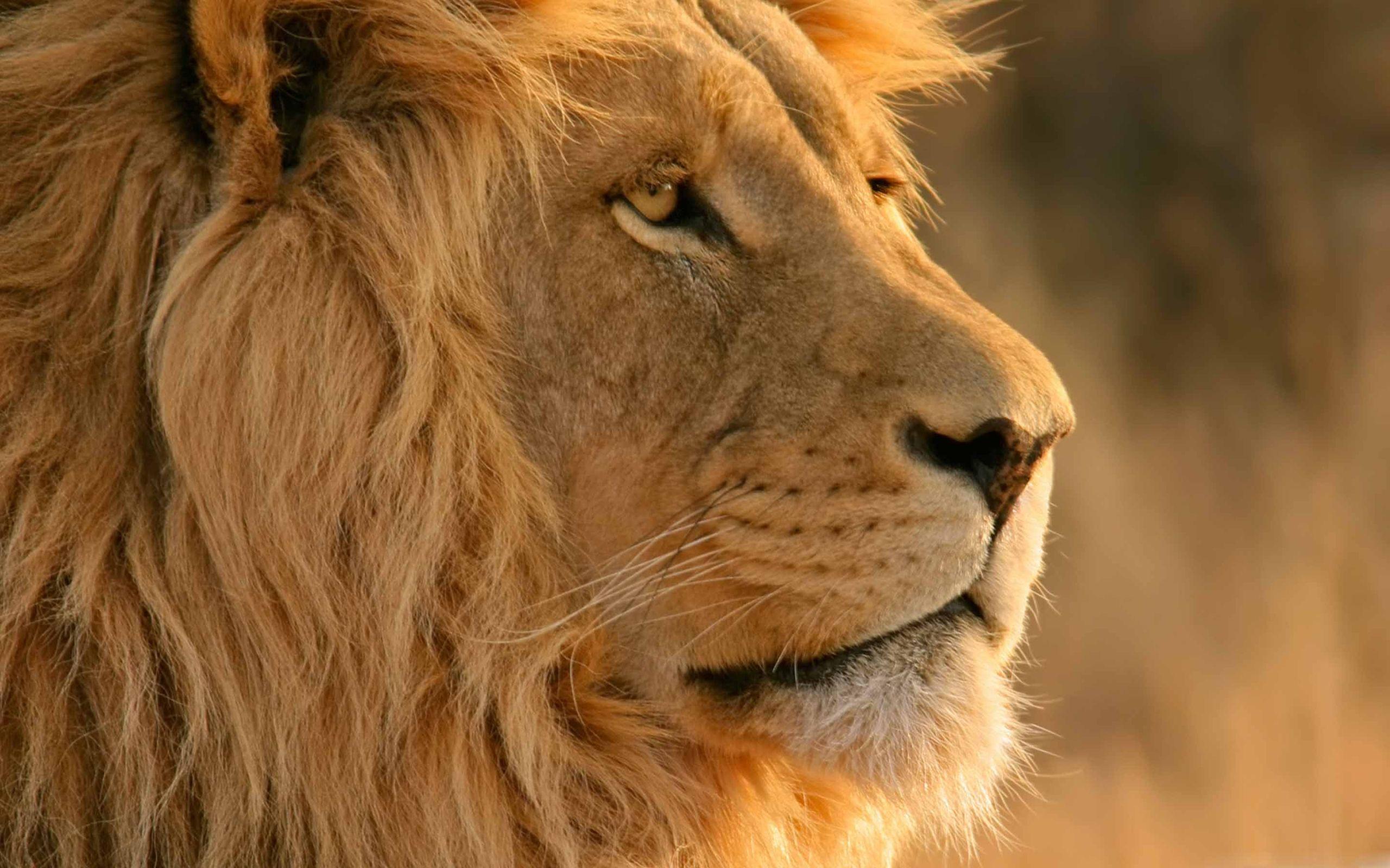 2560x1600 The Lion Mac Wallpaper Download