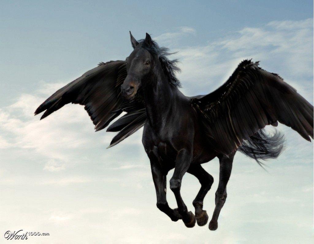 1024x796 Free download black pegasus Worth1000 Contests [1024x796]