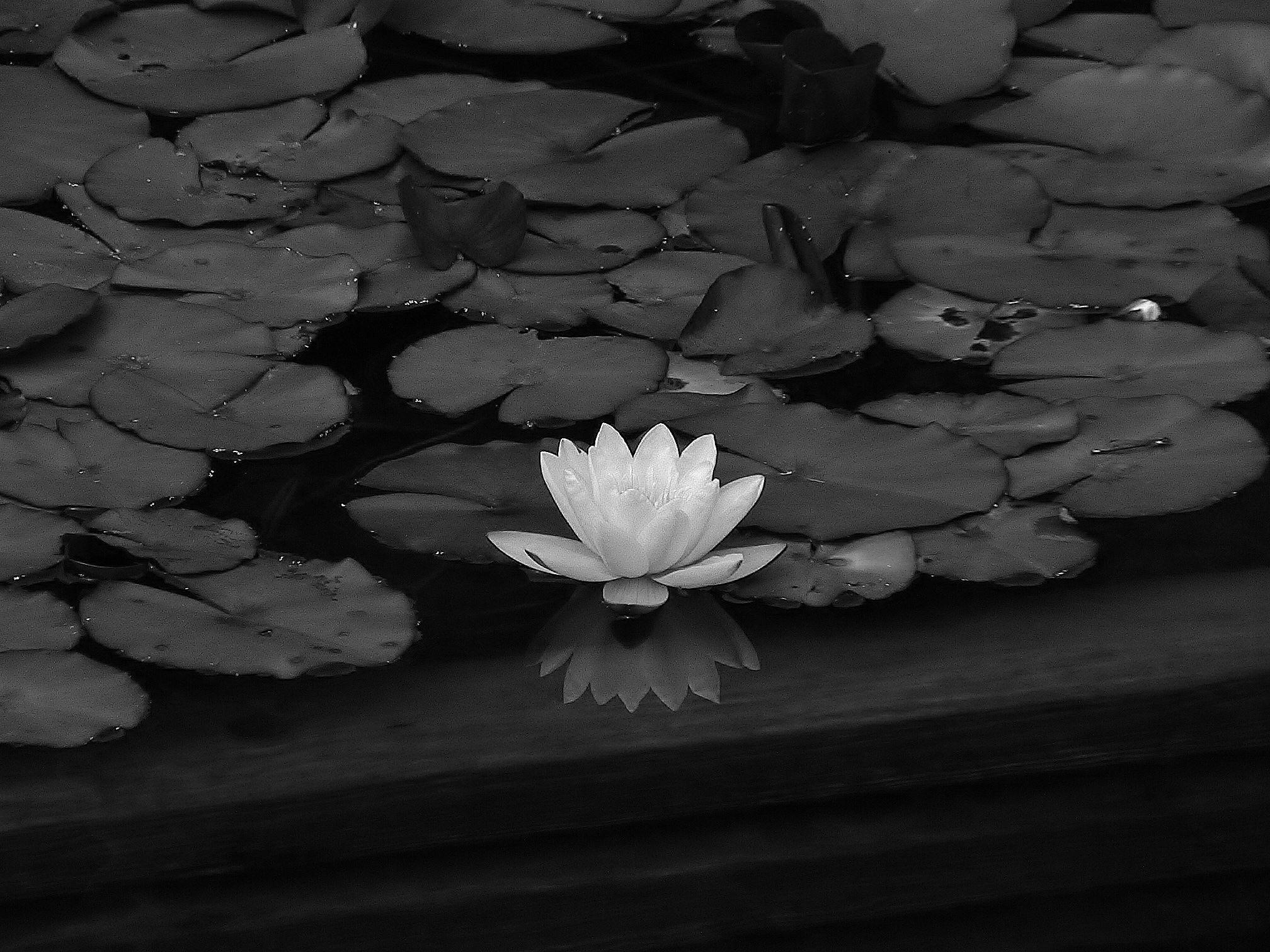 Dark Lotus Wallpapers Top Free Dark Lotus Backgrounds WallpaperAccess