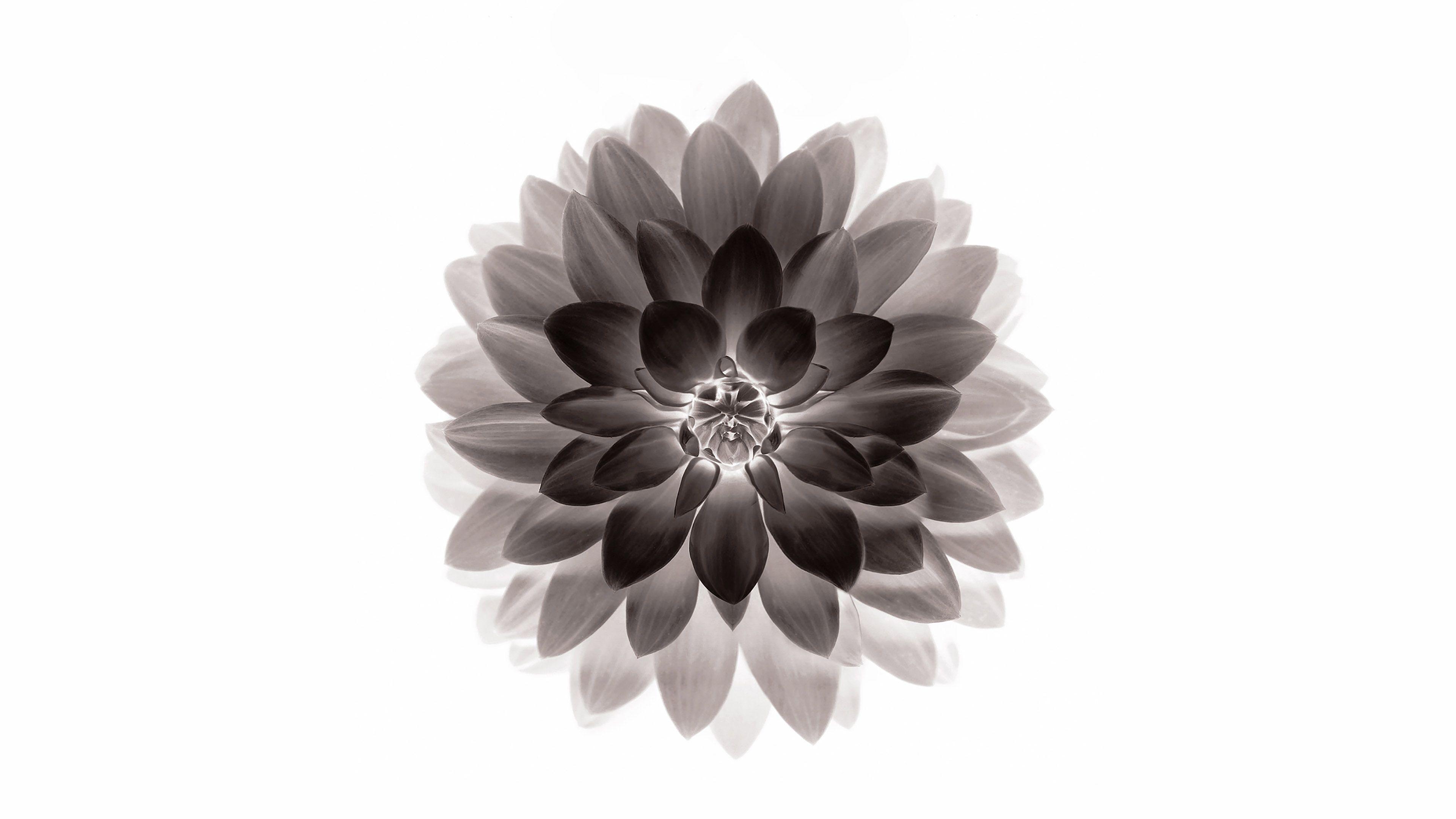 3840x2160 Apple Black Lotus Iphone6 Plus Ios8 Flower