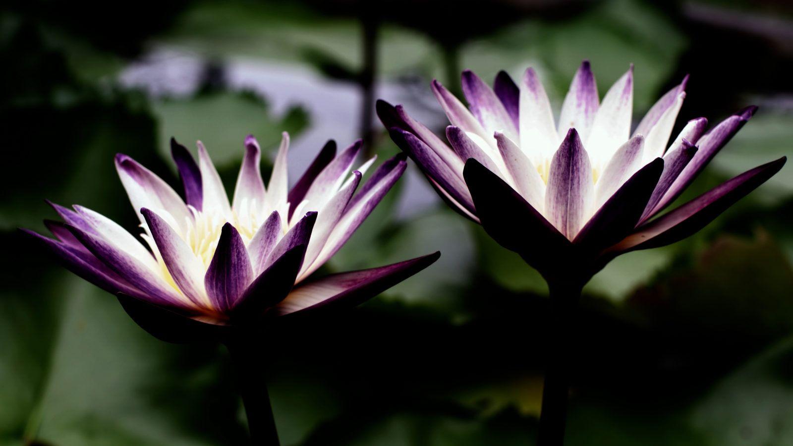 Black lotus sex