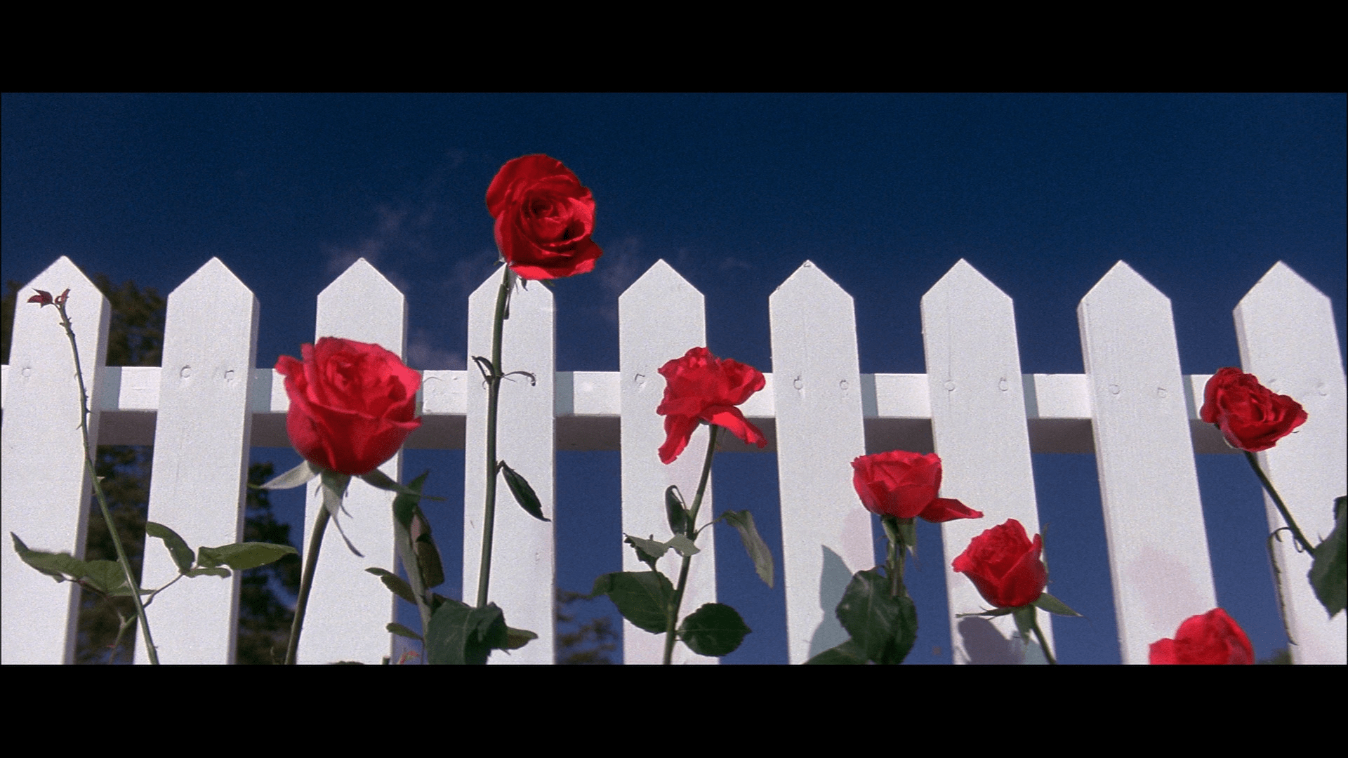 Blue Velvet Wallpapers - Top Free Blue Velvet Backgrounds - WallpaperAccess