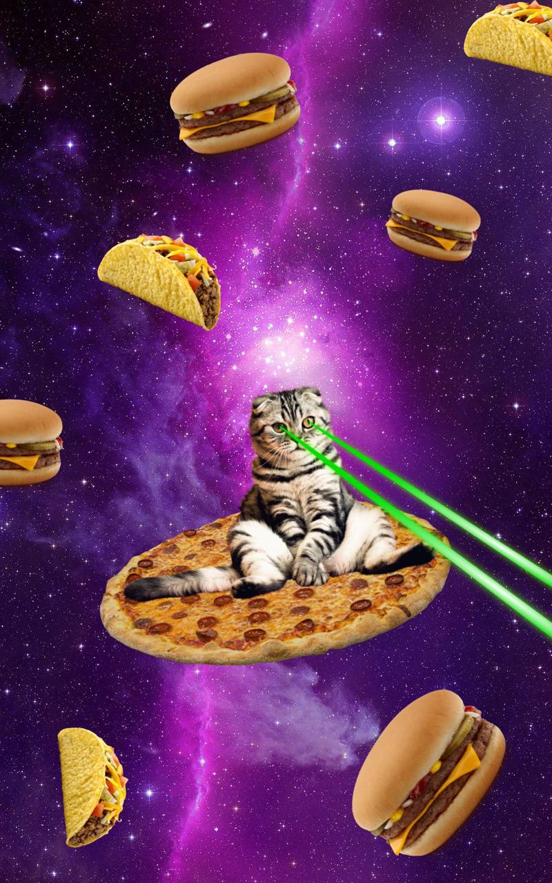 Taco Cat Wallpapers - Top Free Taco Cat