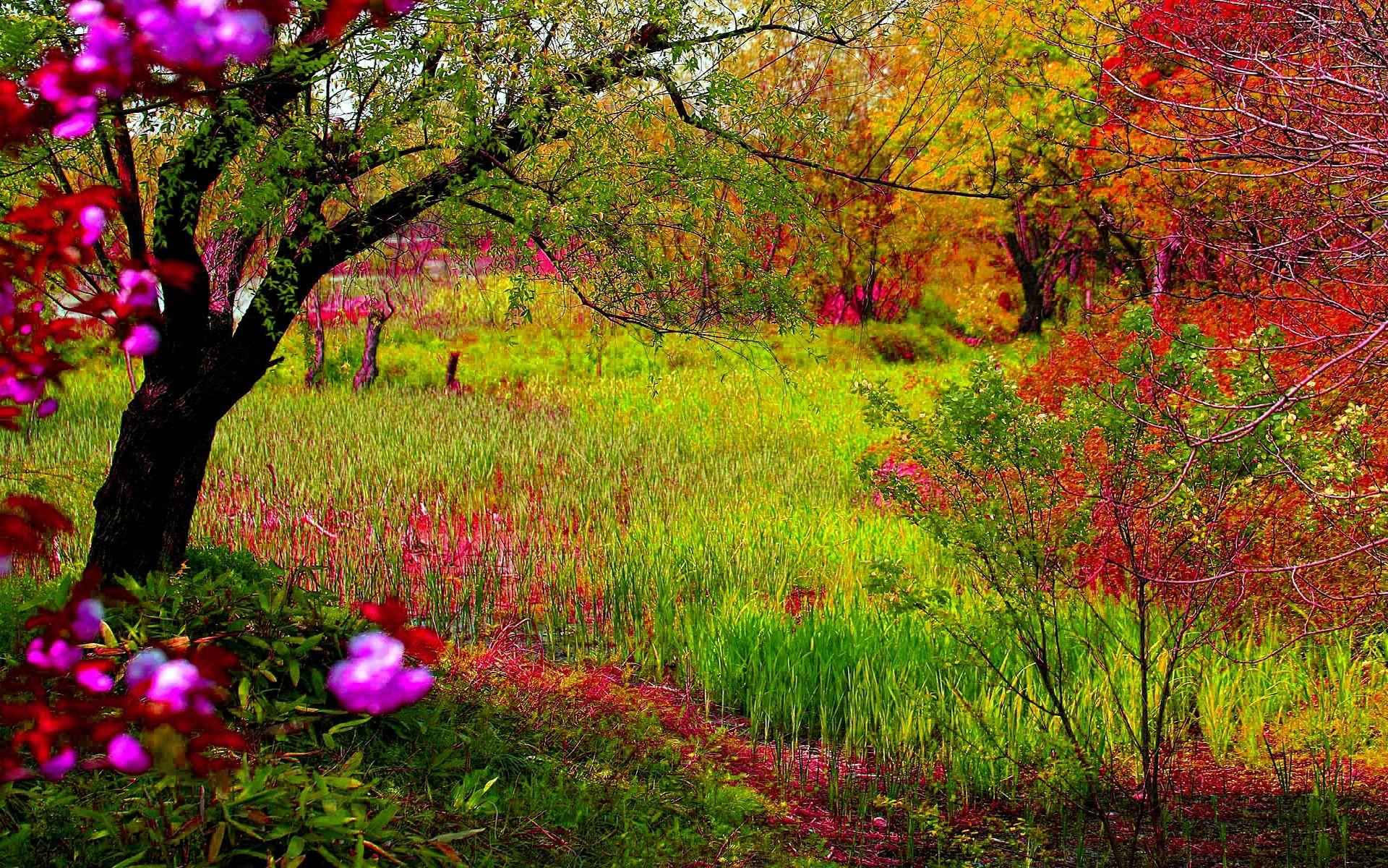 1920x1200 Free download Dream Spring 2012 forest colors Wallpaper HD