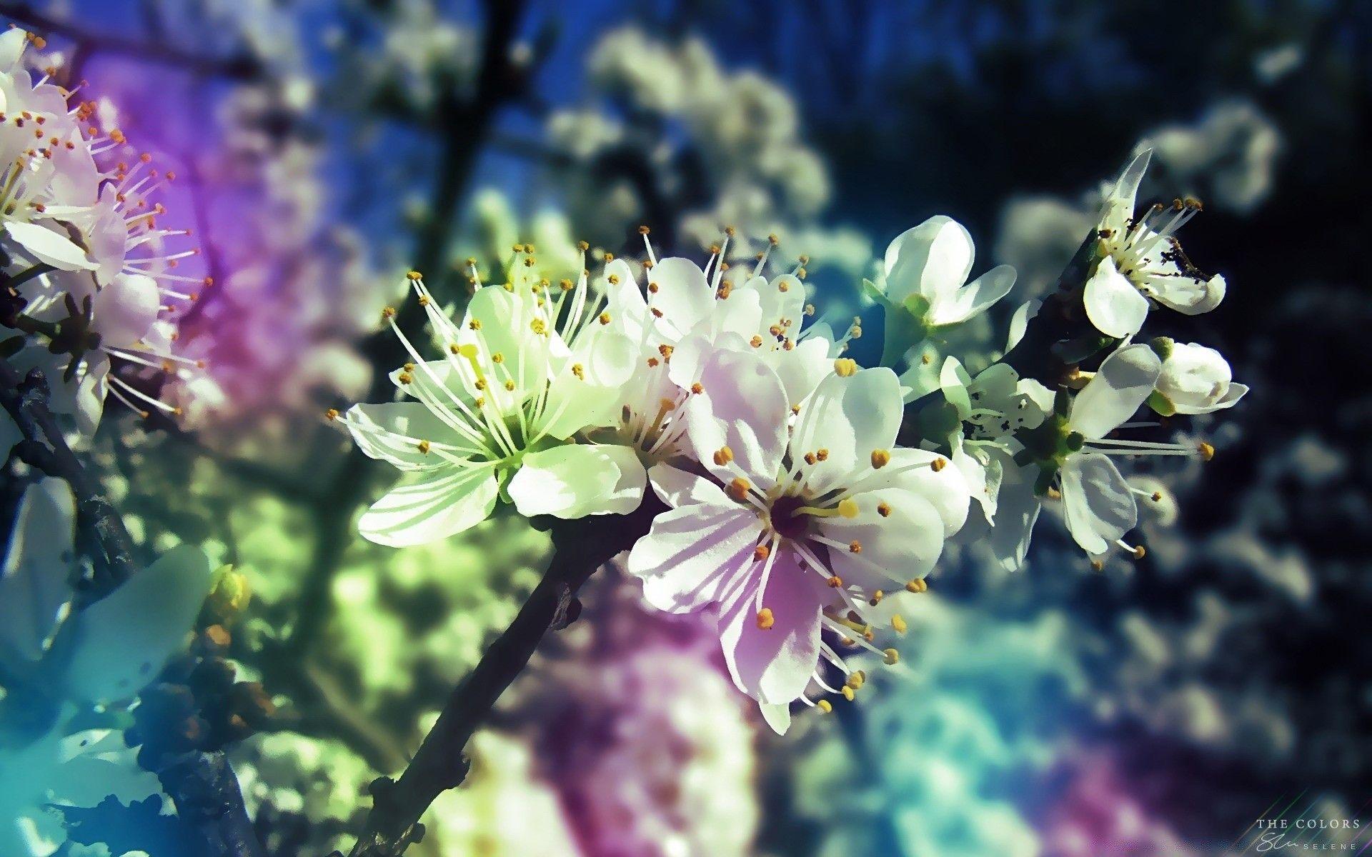 1920x1200 Colorful Spring