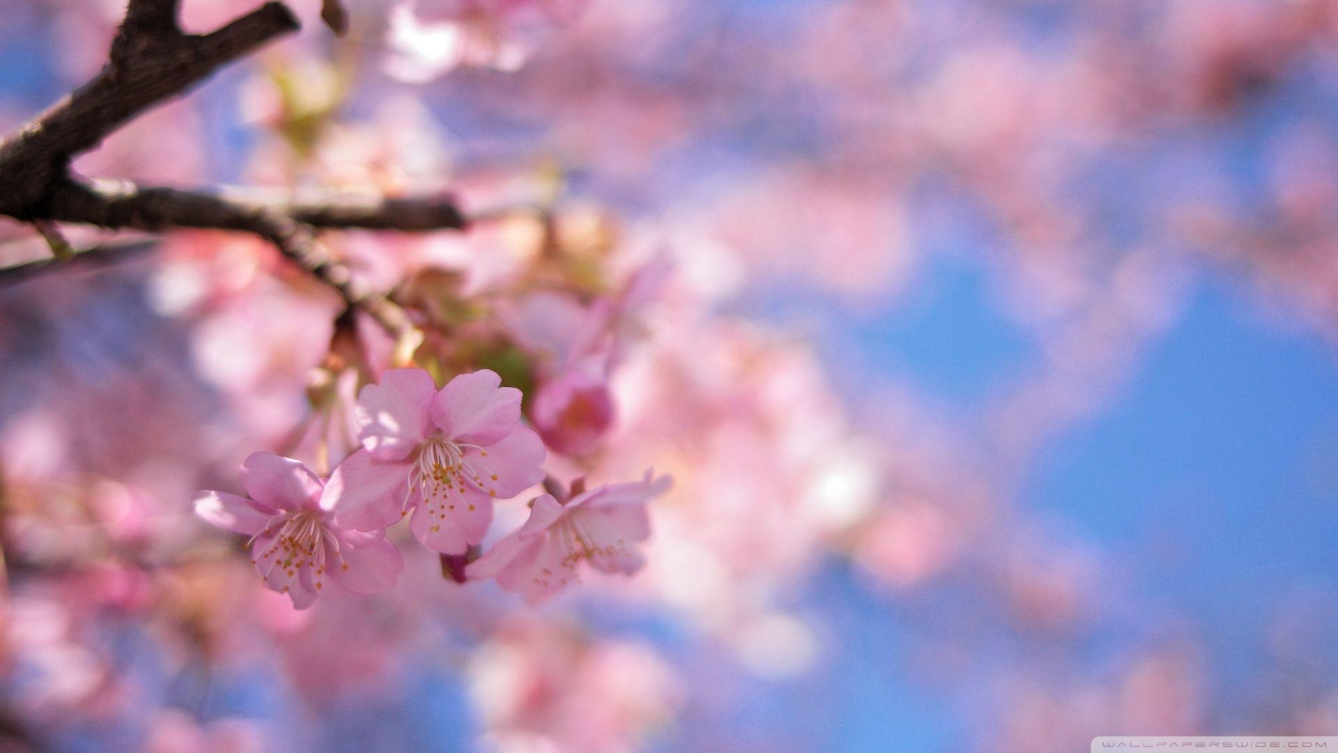 1920x1080 Spring Colors Ultra HD Desktop Background Wallpaper for 4K UHD TV