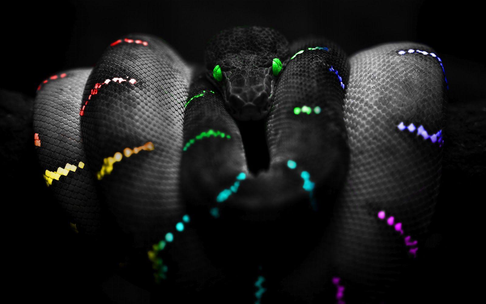1600x1000 Free Movie HD: Snake Selective Color Photography HD Wallpaper HD