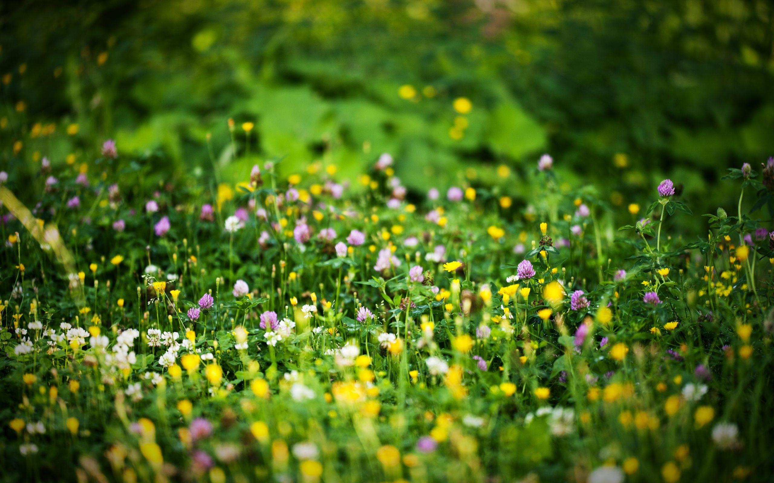 2560x1600 flowers, Grass, Green, Bright, Colors, Beautiful, Bokeh, Spring