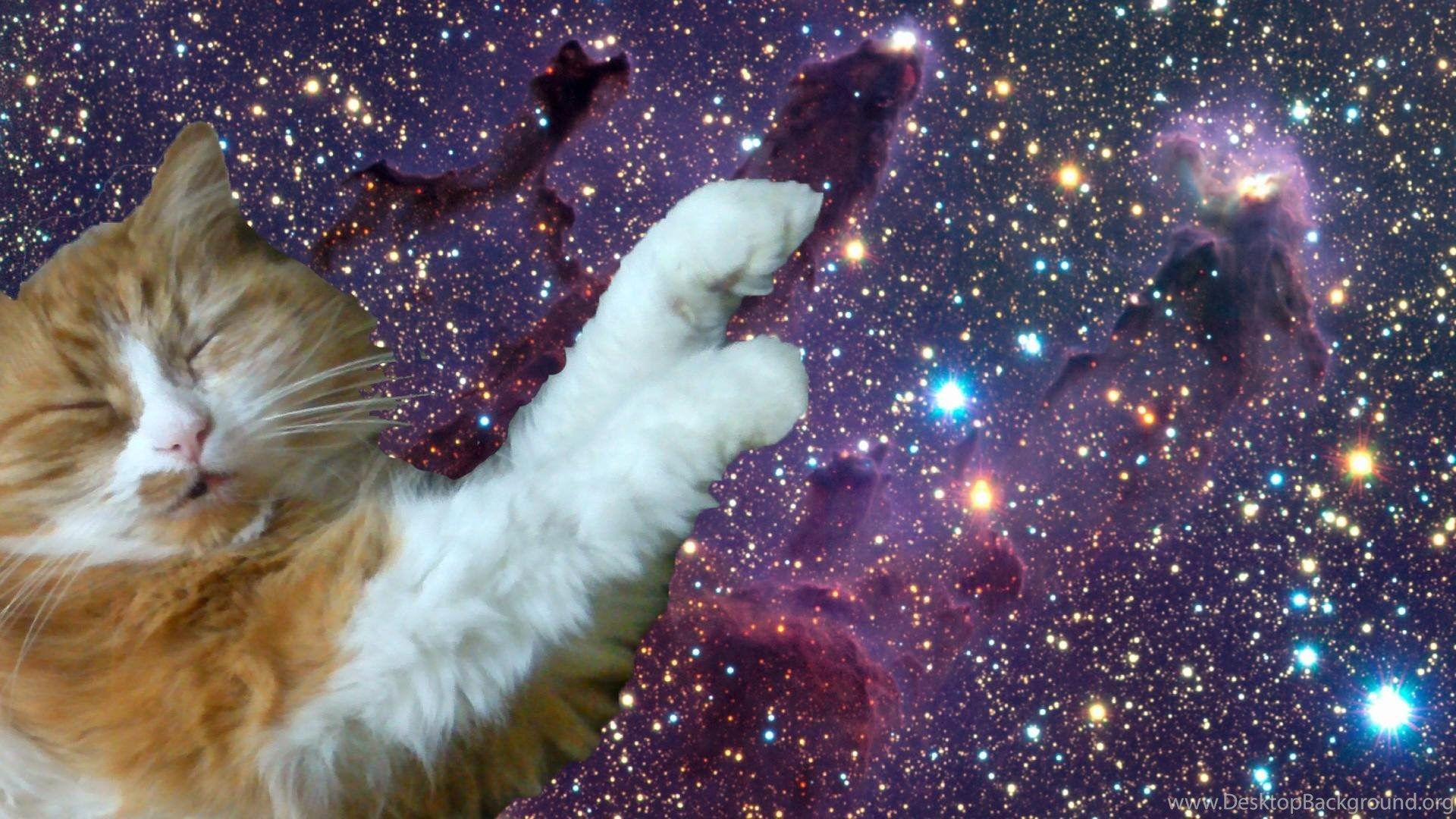 Space Cat Wallpapers - Top Free Space Cat Backgrounds - WallpaperAccess