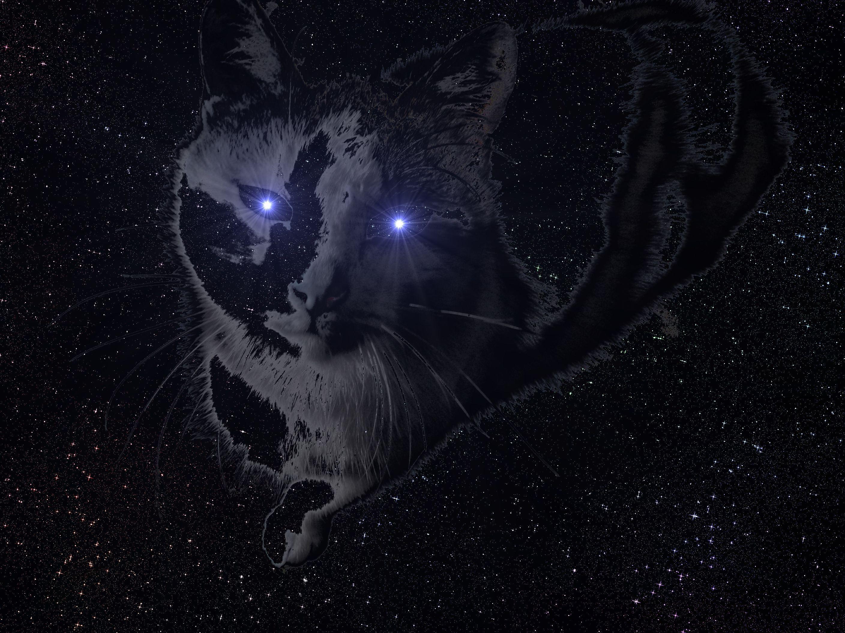 2816x2112 space cat HD Wallpaper