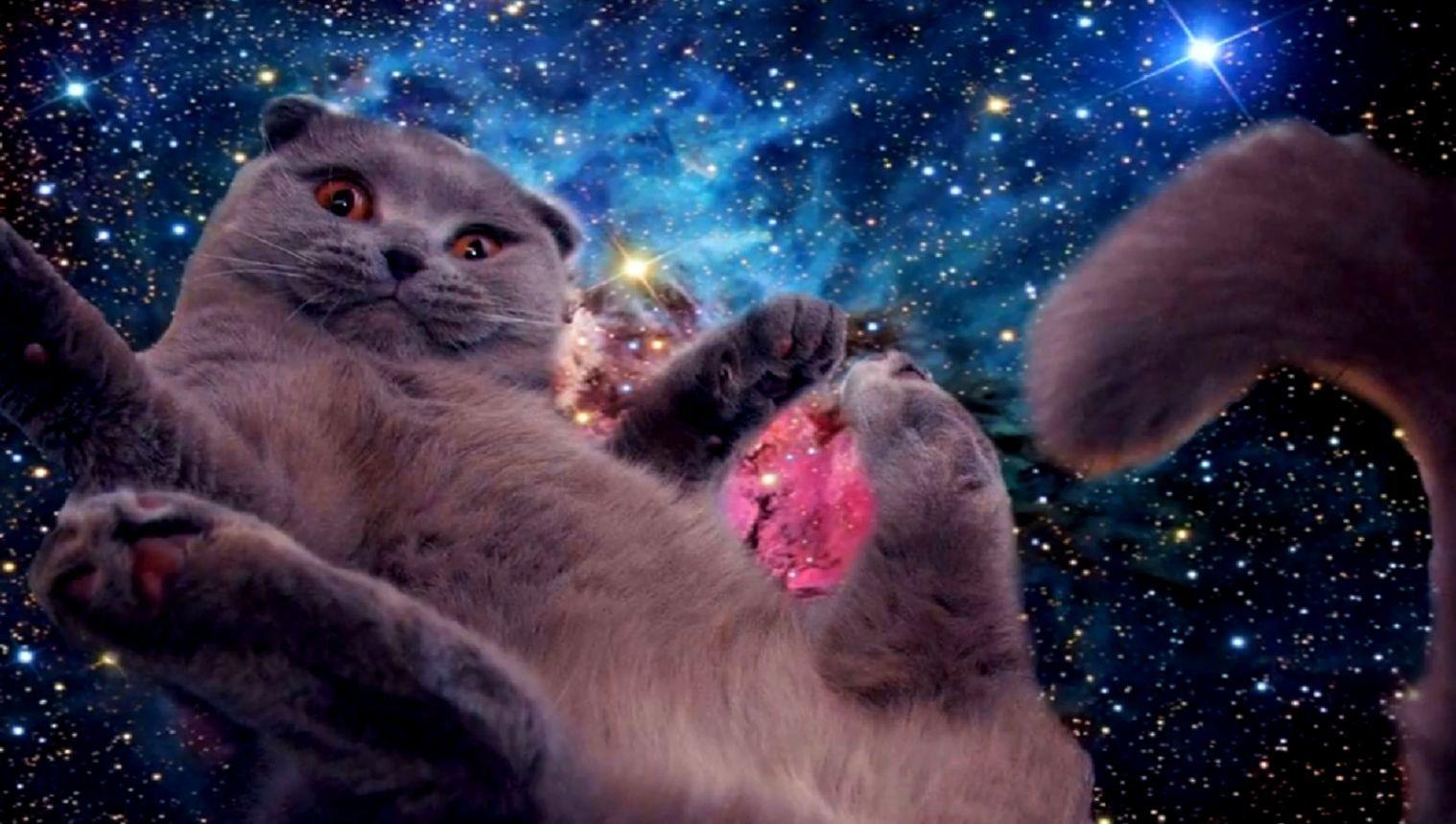 Space Cat Wallpapers - Top Free Space Cat Backgrounds - WallpaperAccess