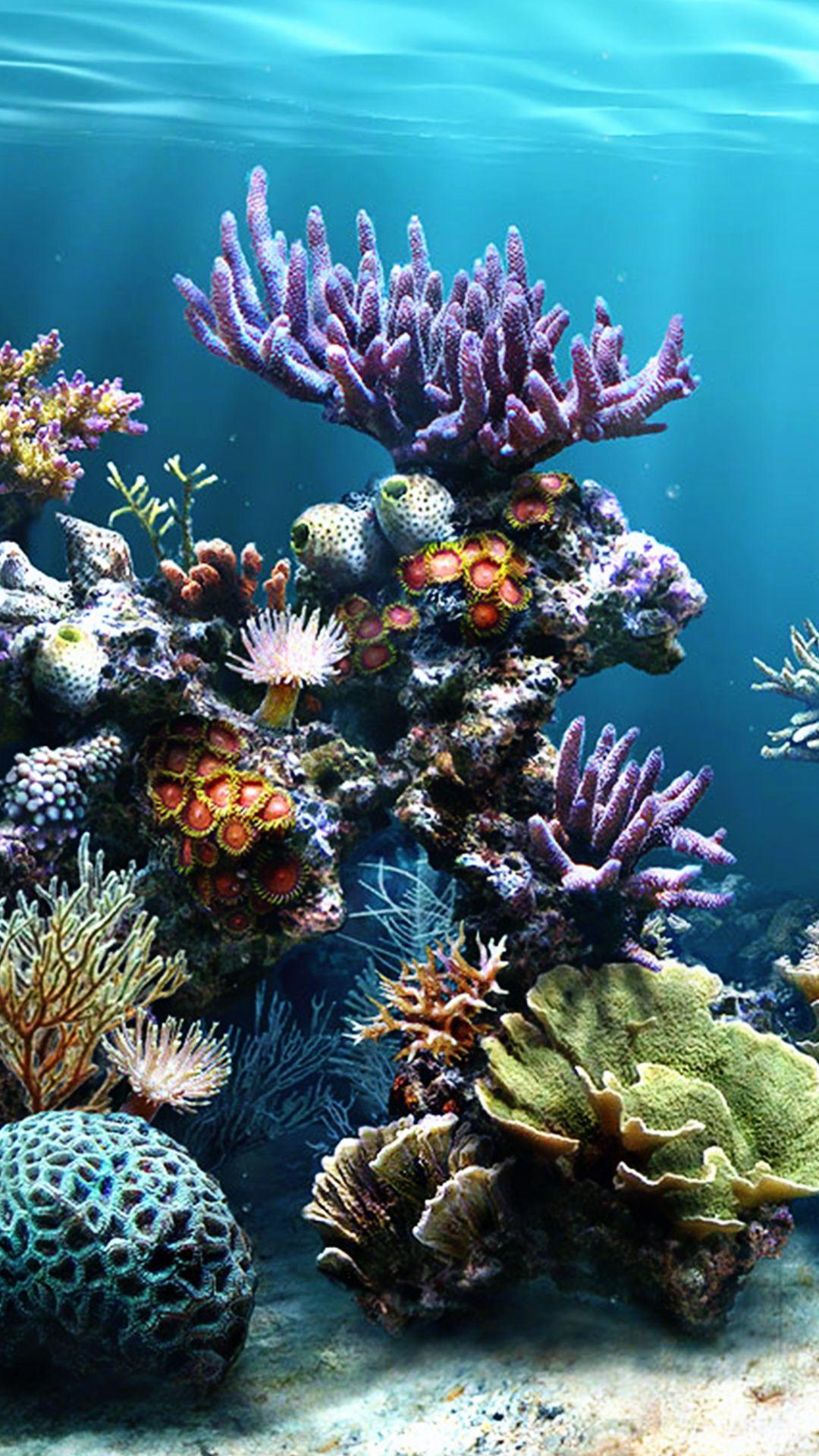 Coral Reef IPhone Wallpapers Top Free Coral Reef IPhone Backgrounds WallpaperAccess