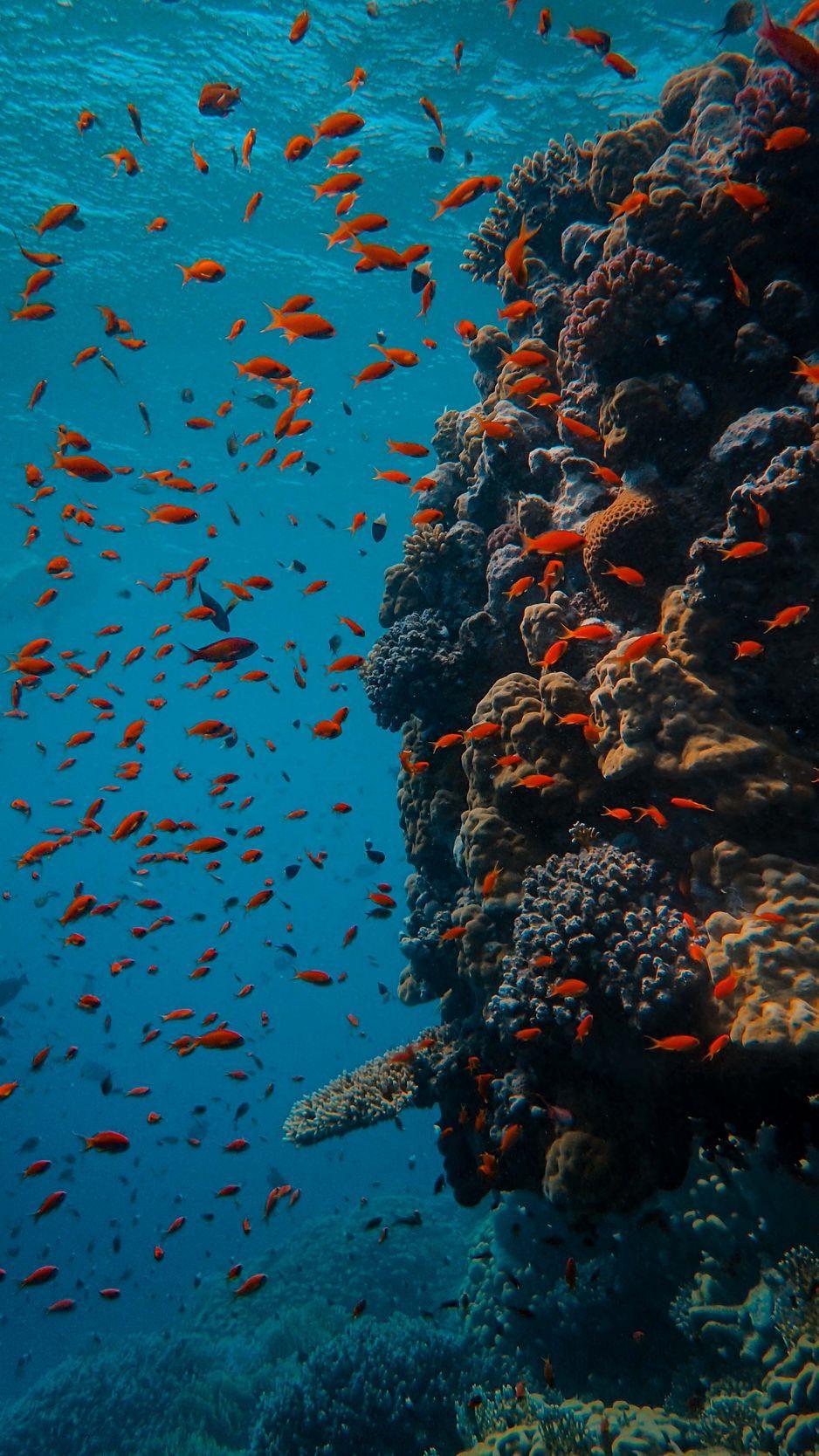 938x1668 Download wallpaper 938x1668 fish, coral reef, ocean, underwater