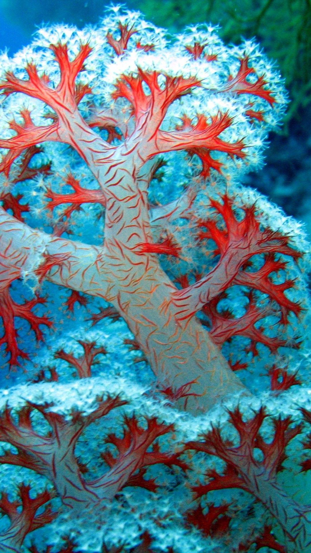 1080x1920 Coral Reef Picture iPhone 6 Plus Wallpaper 25139
