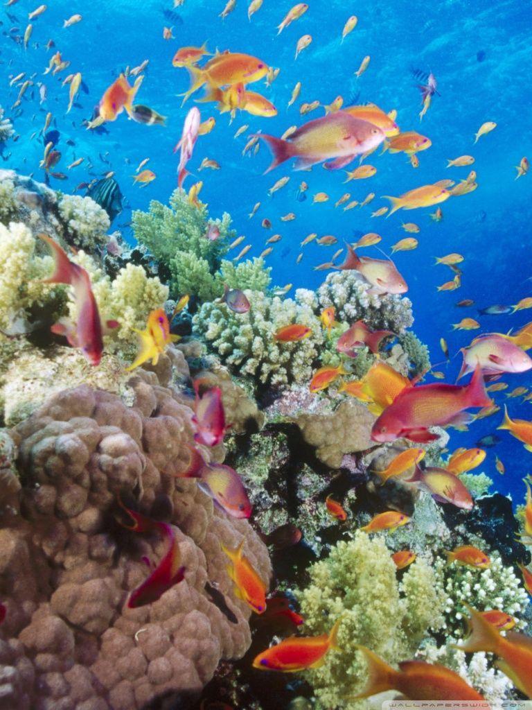 768x1024 Coral Reef Southern Red Sea Near Safaga Egypt Ultra HD Desktop