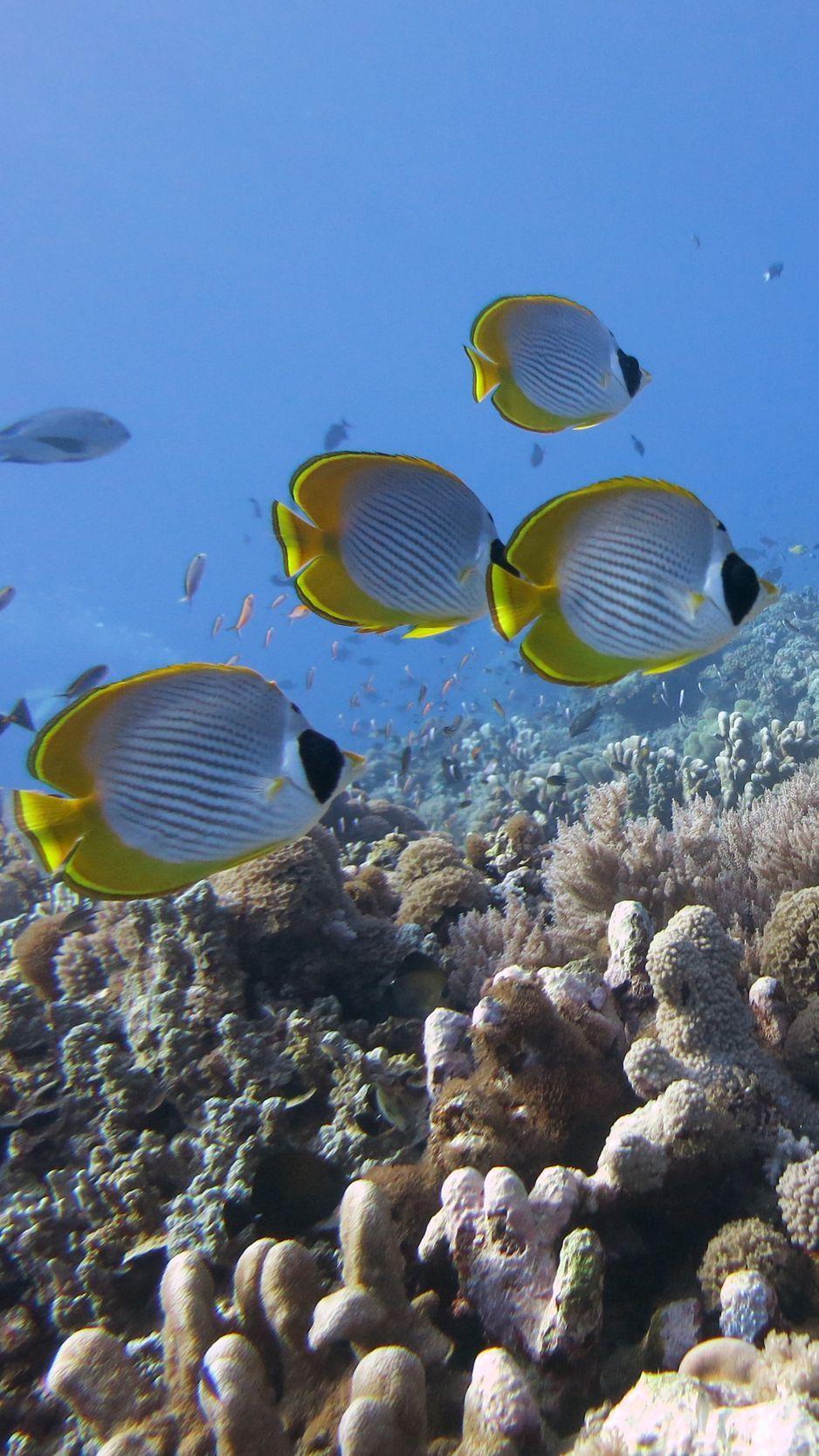 938x1668 Download wallpaper 938x1668 underwater, fish, butterflyfish panda