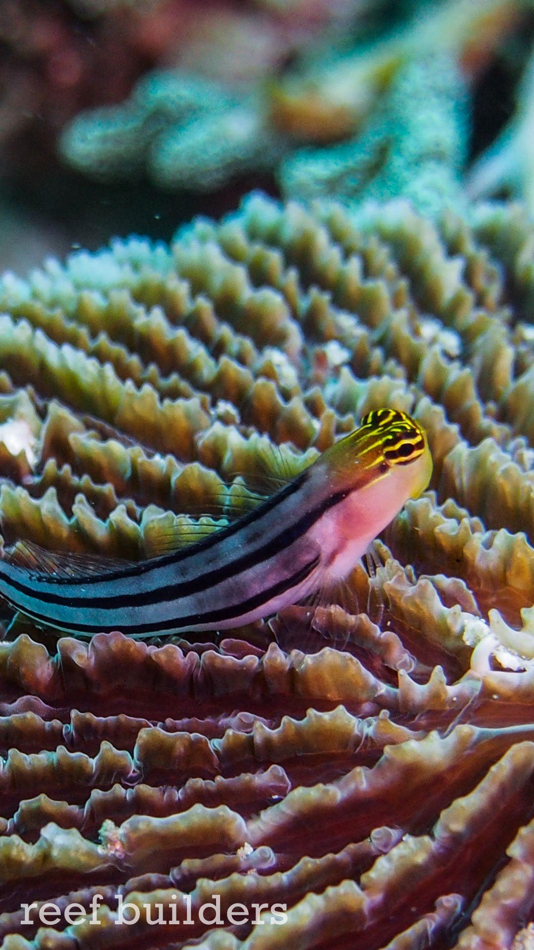 1080x1920 iPhone6 Plus Coral Reef Fish Wallpaper Background 8