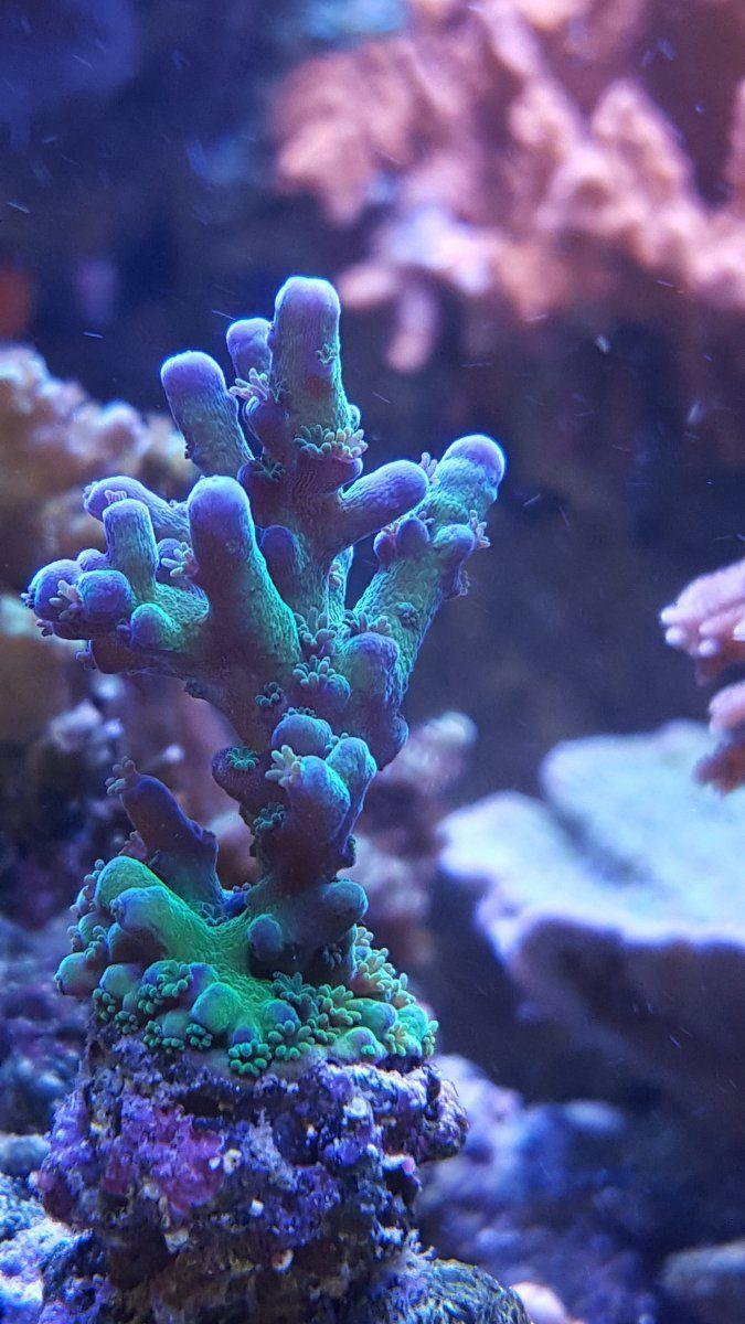 675x1200 How to take Picture of your Corals with a Cellphone Android or