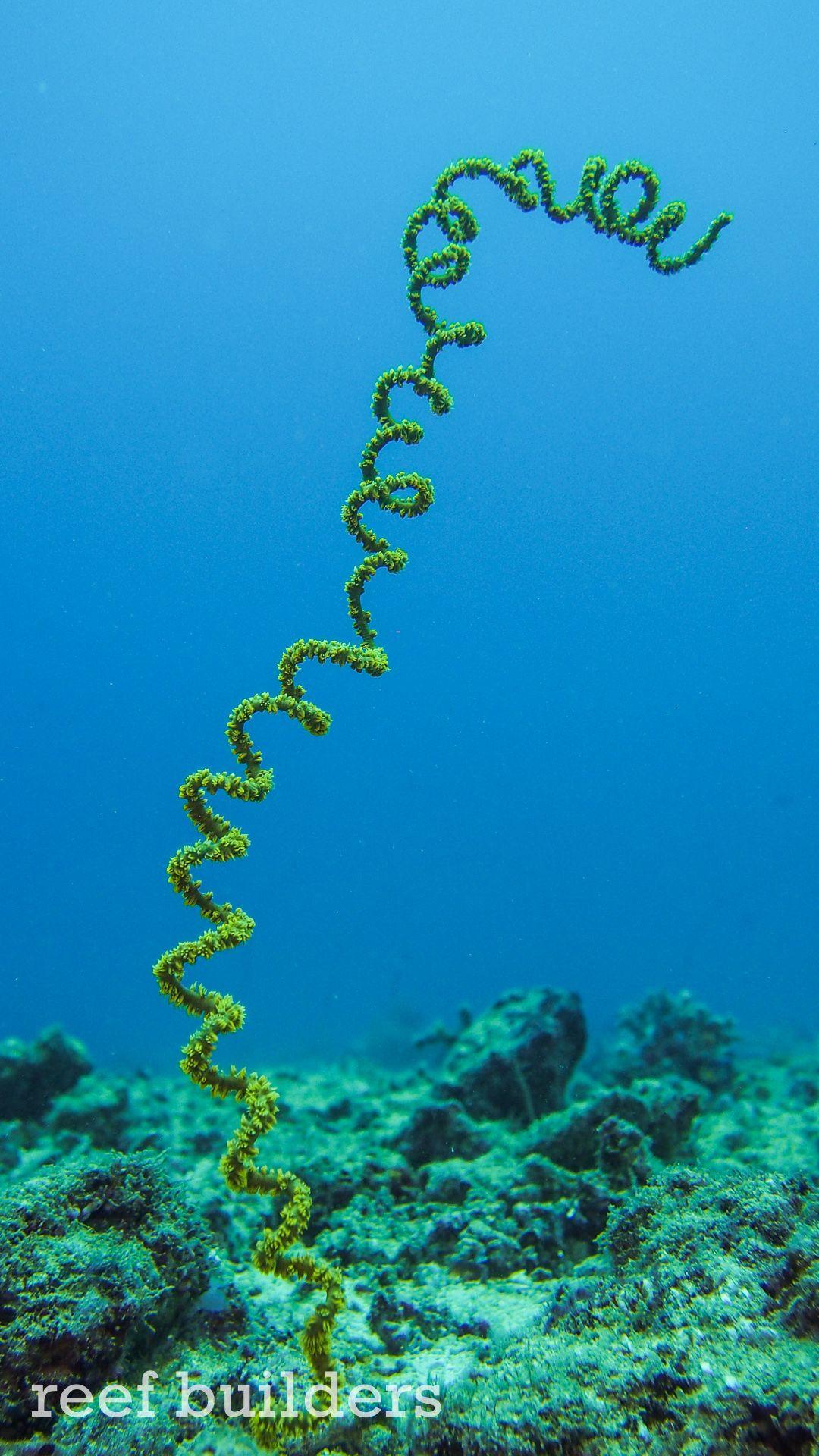 1080x1920 Free fish and coral reef wallpaper for the new iPhone 6 & iPhone