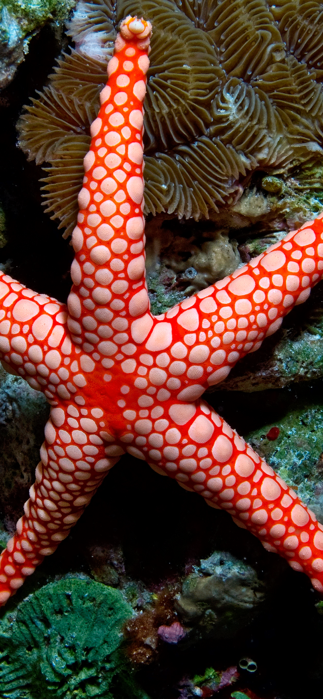 1125x2436 Coral Reef Wallpaper for iPhone Pro Max, X, 6