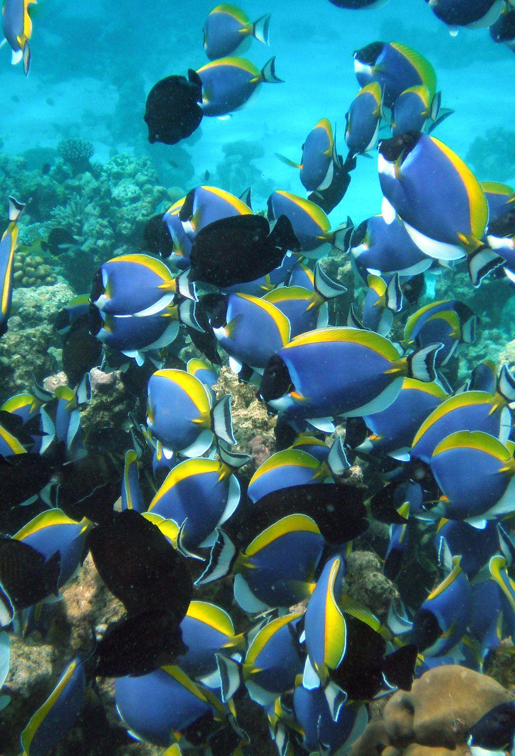 1040x1526 Best Red Sea Coral Reef Wallpaper for iPhone Pro Max, X, 7