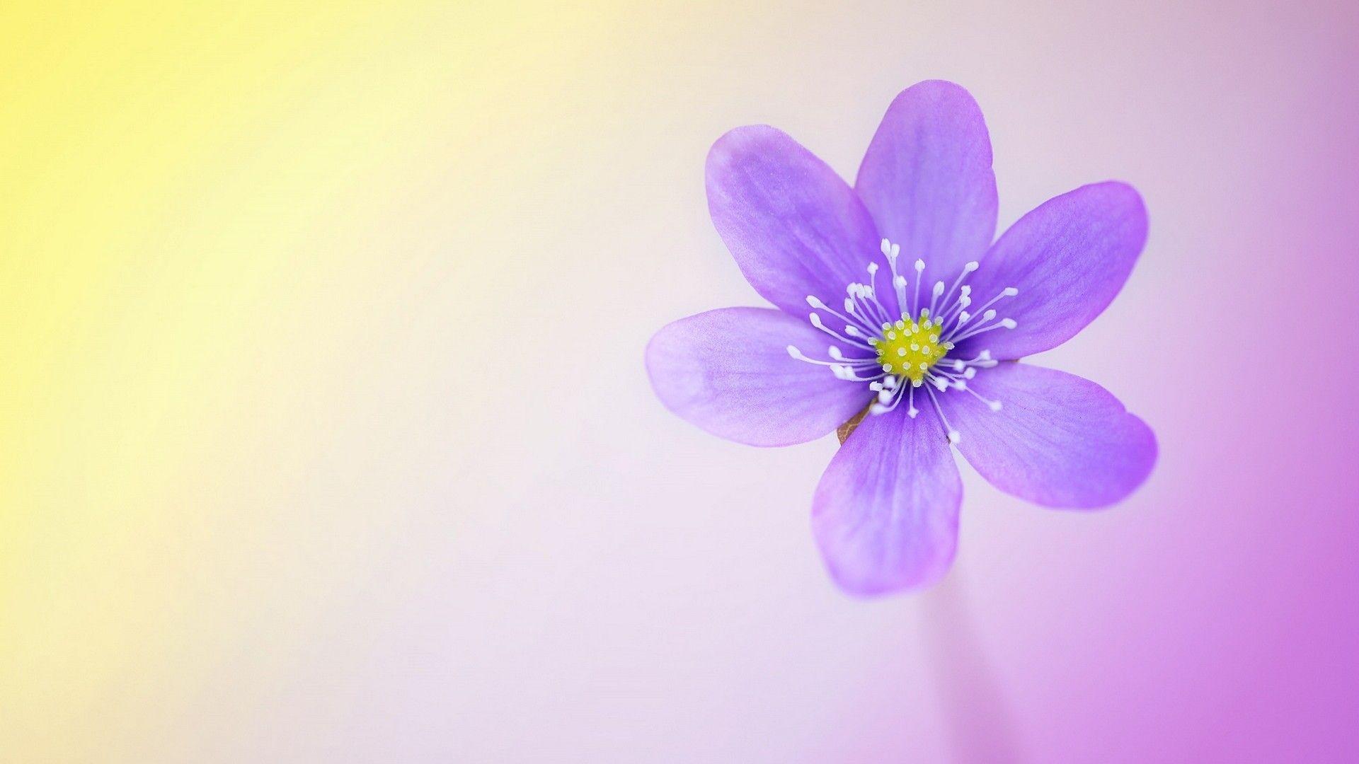 Hello Spring Wallpapers - Top Free Hello Spring Backgrounds