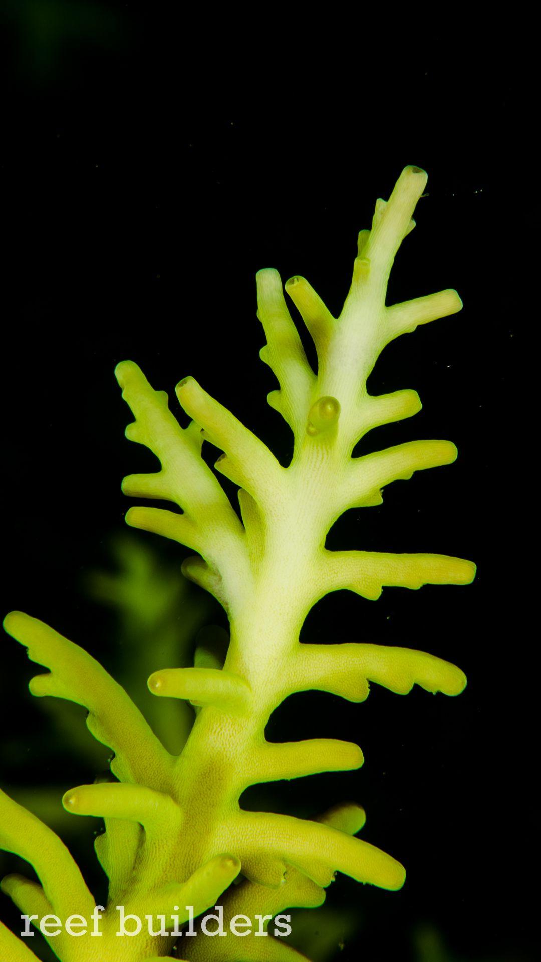 Coral Reef iPhone Wallpapers Top Free Coral Reef iPhone Backgrounds