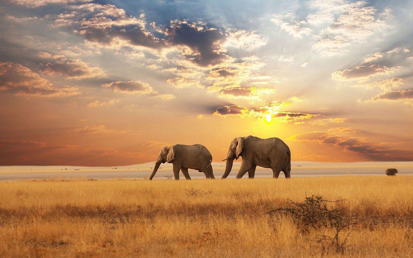 Beautiful Elephant Wallpapers - Top Free Beautiful Elephant Backgrounds