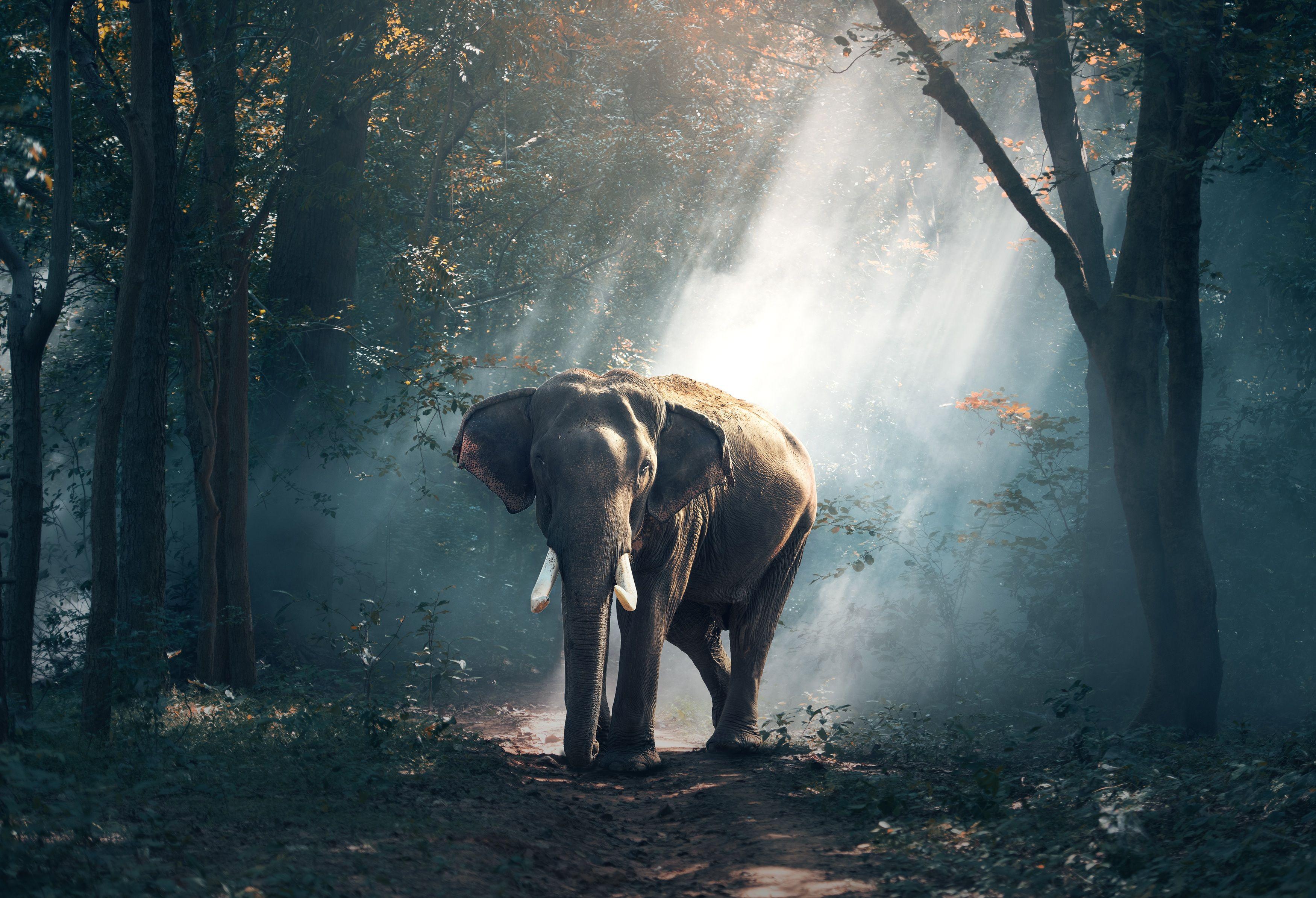 3500x2388 The Asian or Asiatic elephant HD Wallpaper. Background Image