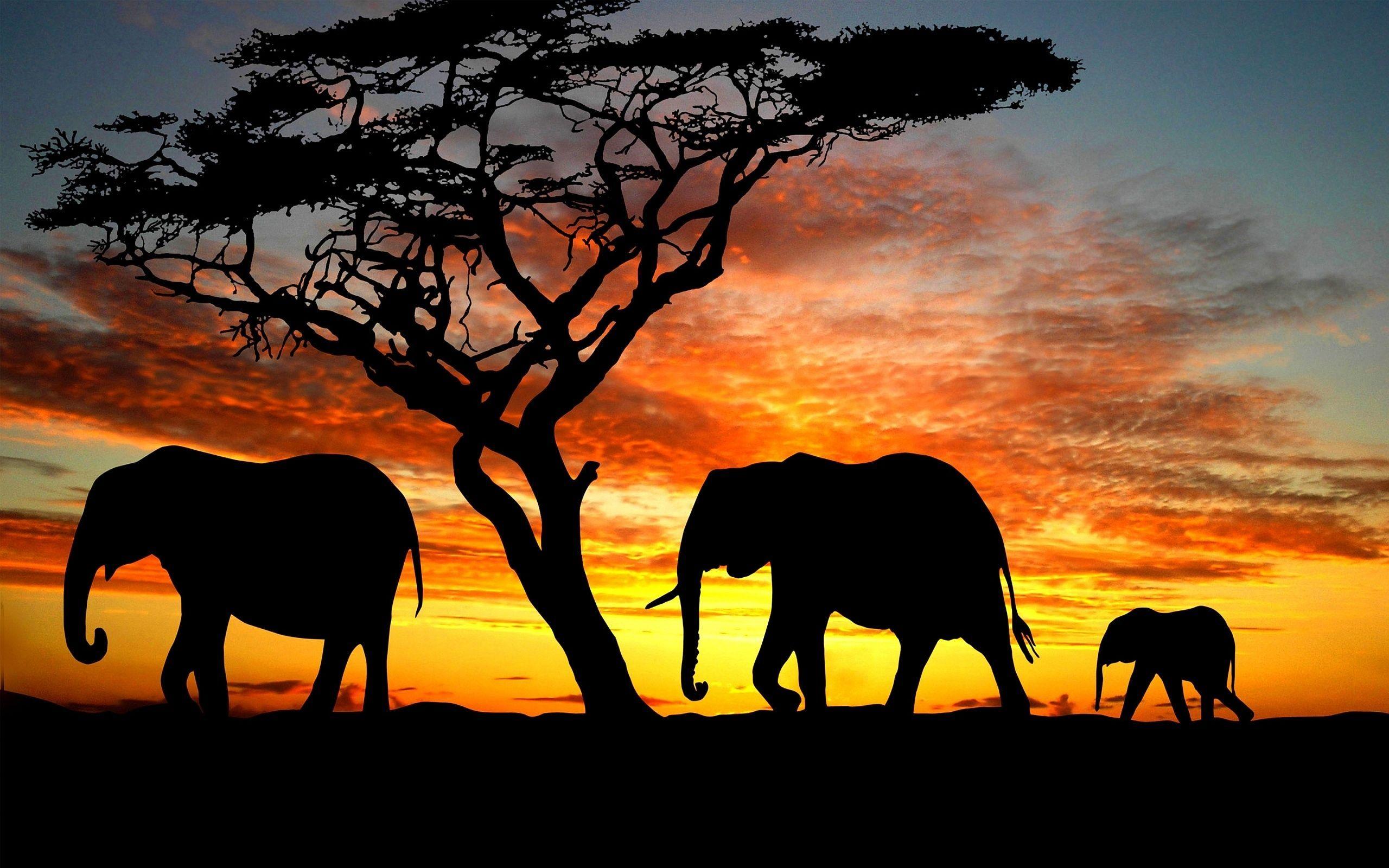2560x1600 Elephants Silhouette Wallpaper. Elephant silhouette