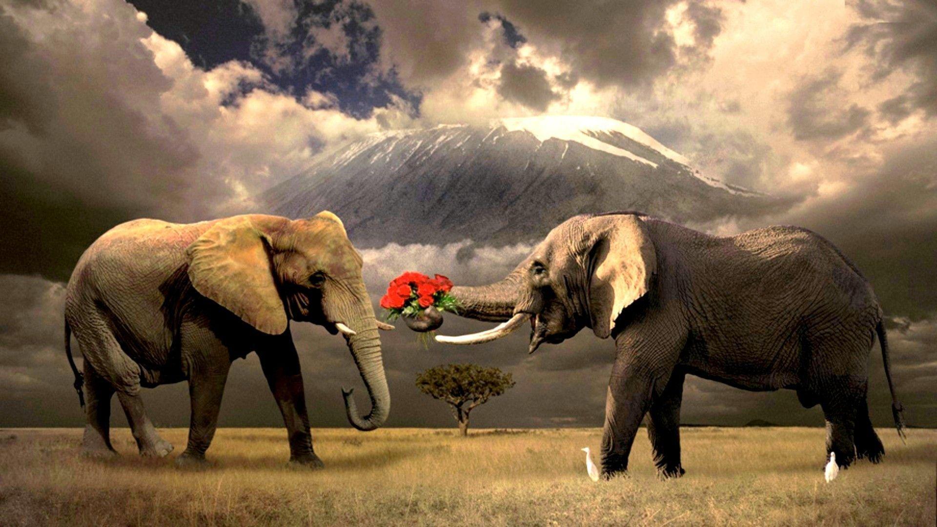1920x1080 Wallpaper Elephants