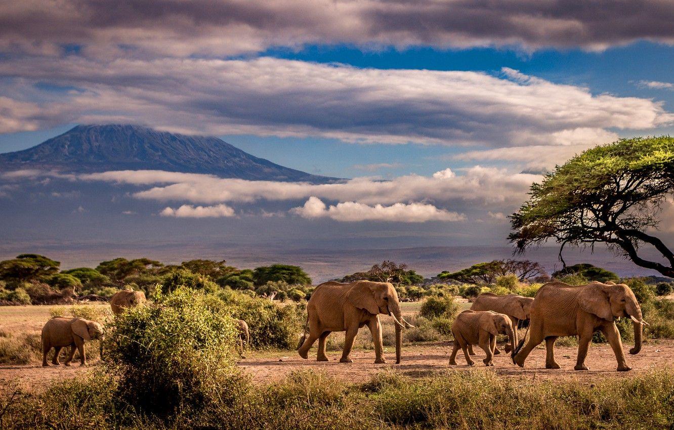1332x850 Wallpaper the sky, clouds, trees, mountains, elephant, Savannah