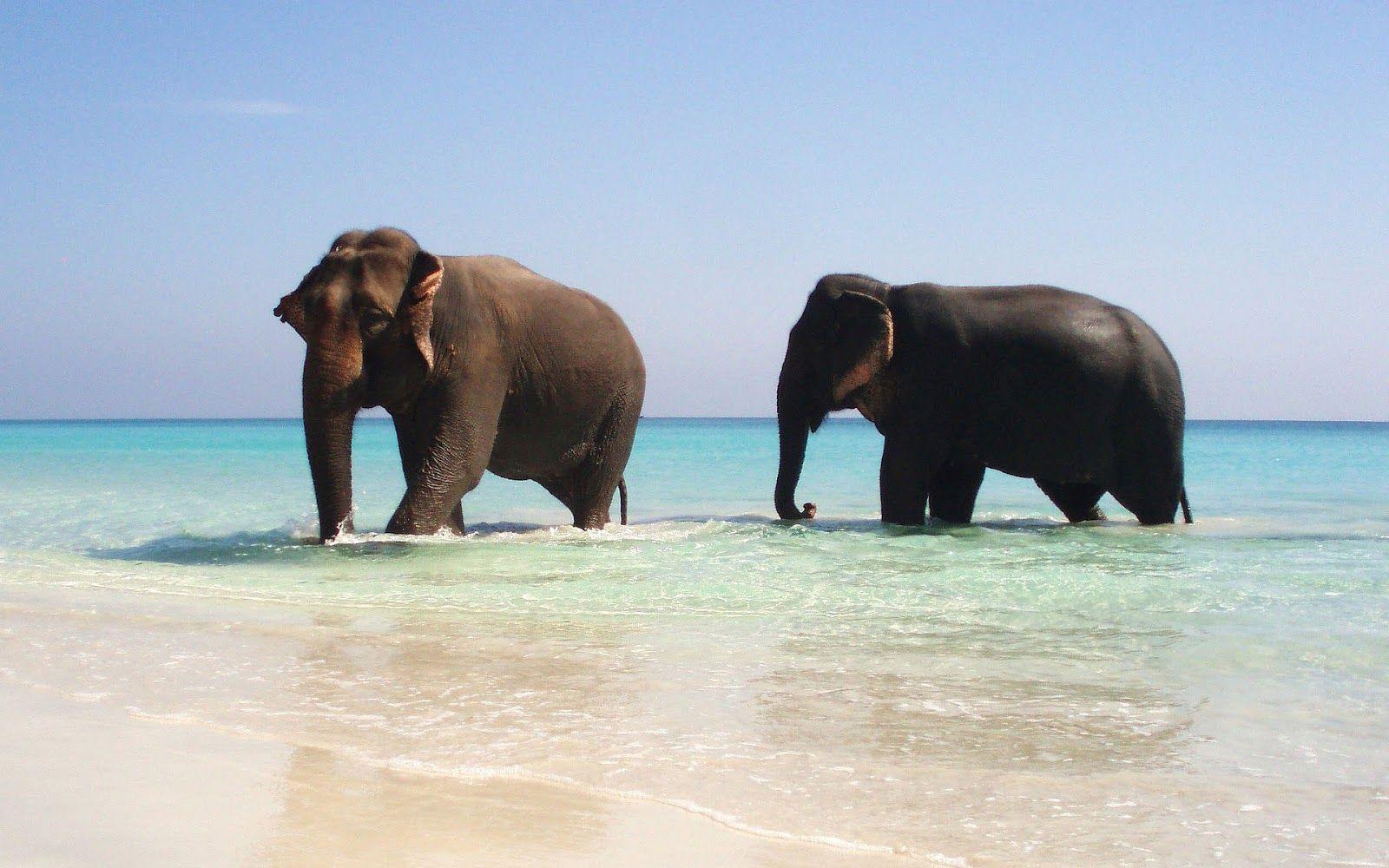 1600x1000 Two elephants walking in the sea. HD Animals Wallpaper