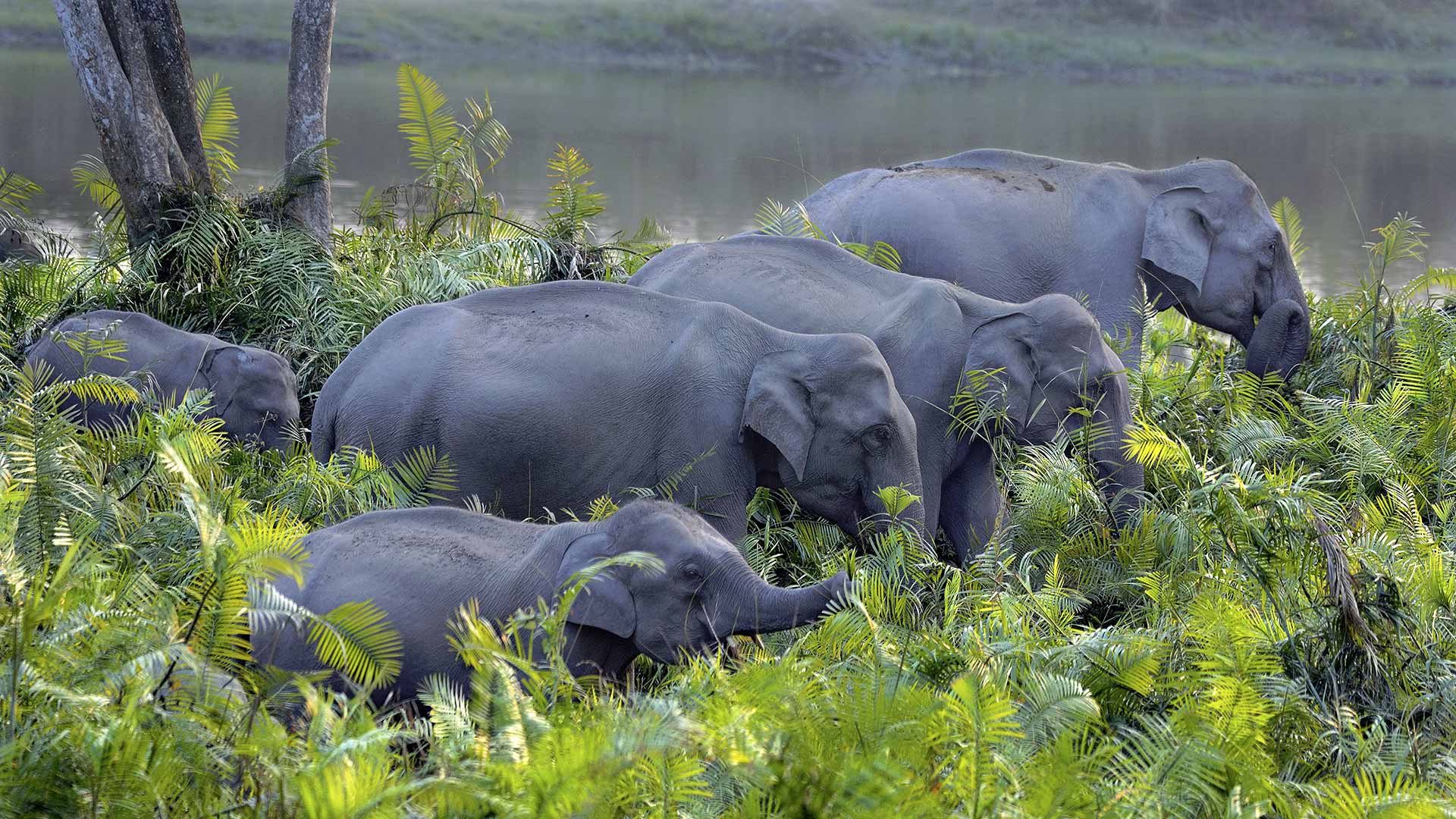 1920x1080 Asian elephants on the banks of the Brahmaputra