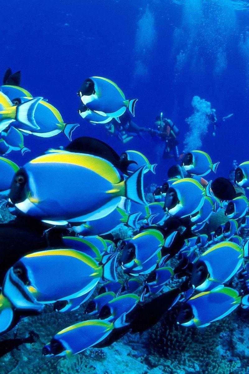 800x1200 Download wallpaper 800x1200 ocean, fish, set, underwater world