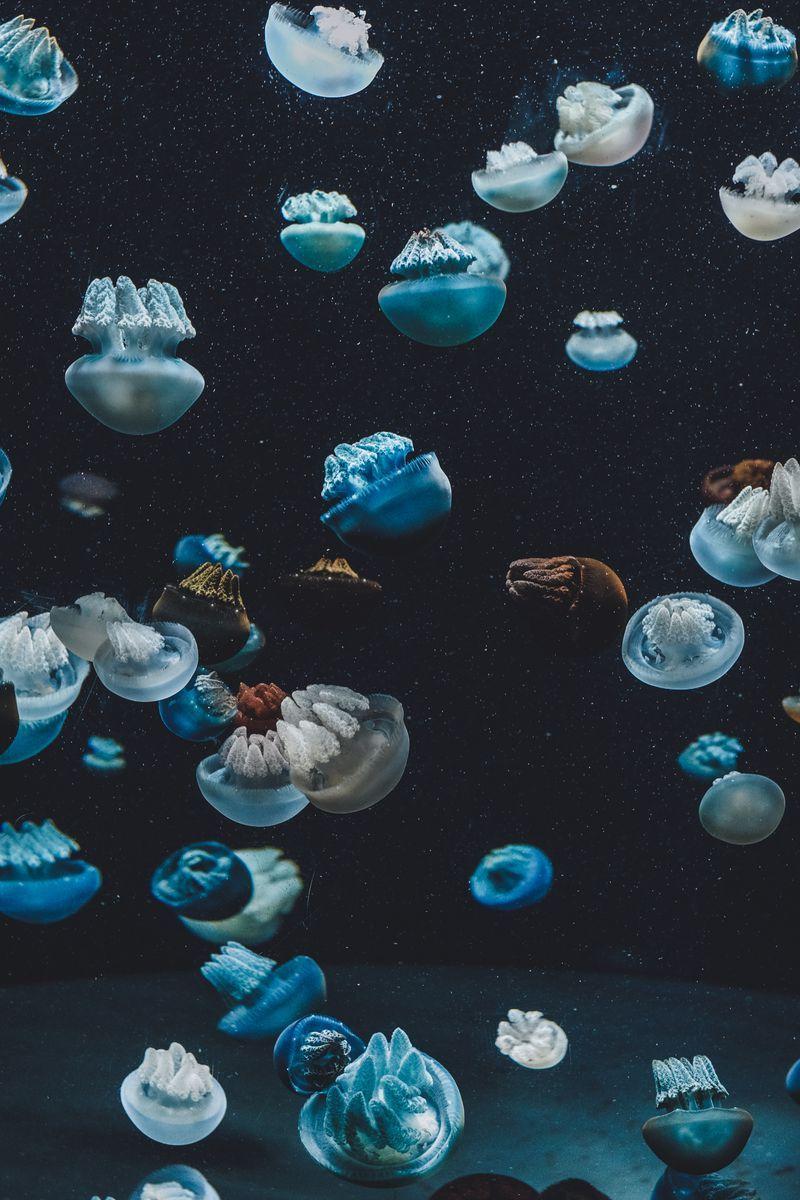 800x1200 Download wallpaper 800x1200 jellyfish, underwater world, aquarium