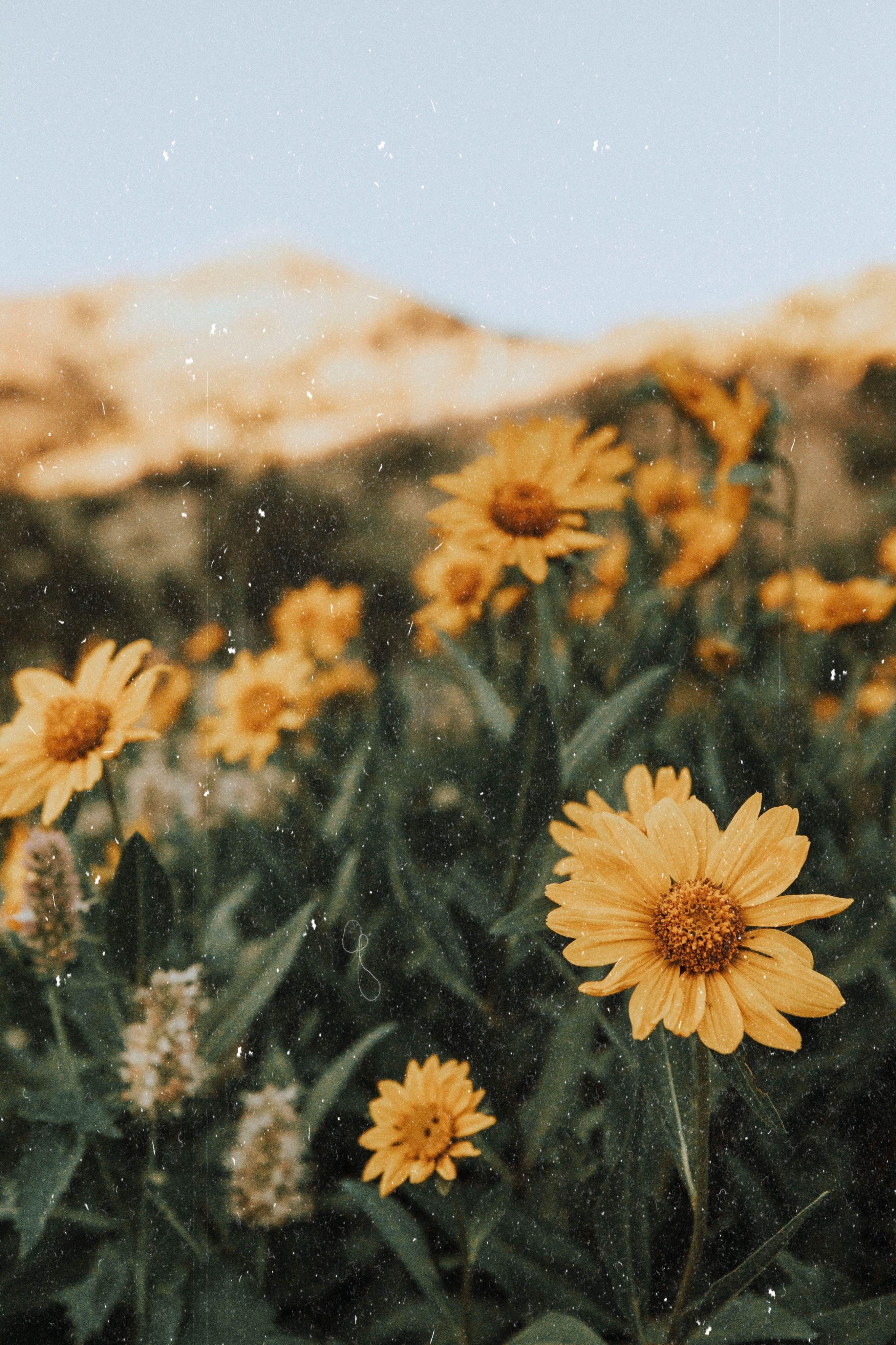 2730x4096 Du côté de la #Montagne. #yellow #flowers #mountains #nature