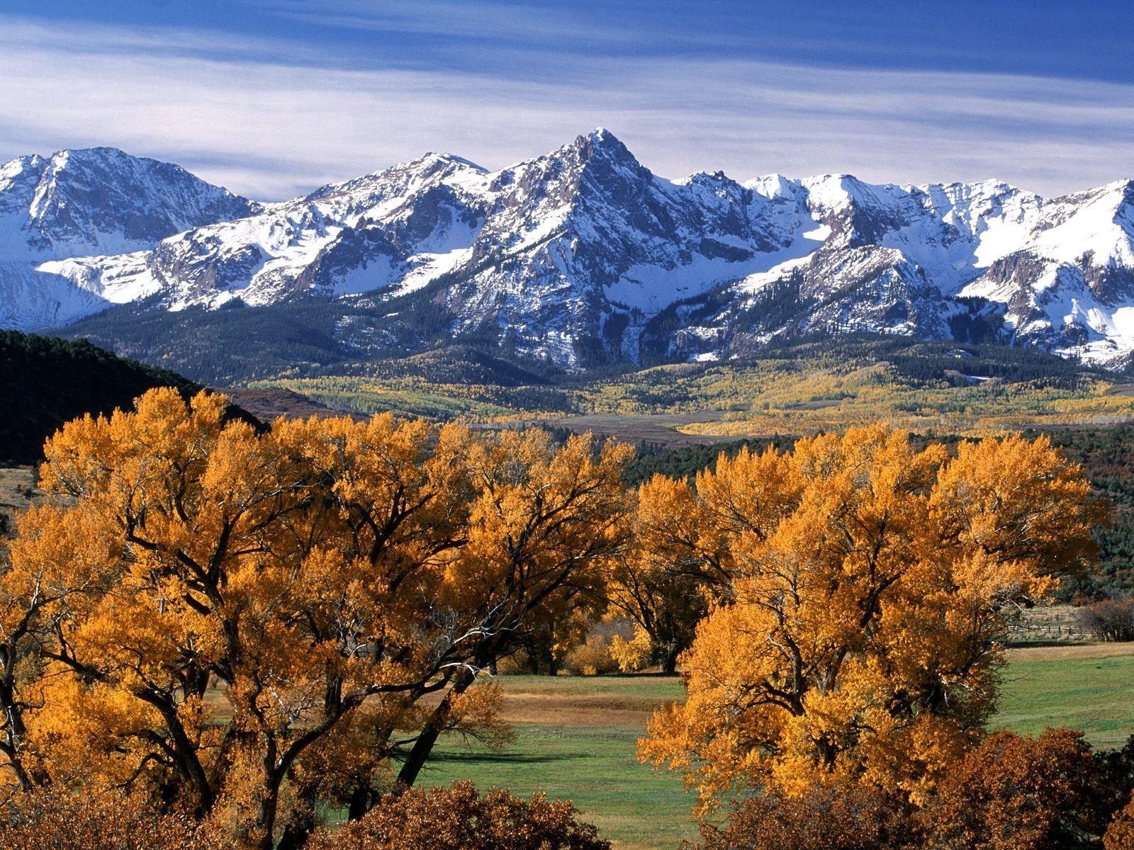 1600x1200 Download wallpaper 1600x1200 trees, autumn, crones, yellow