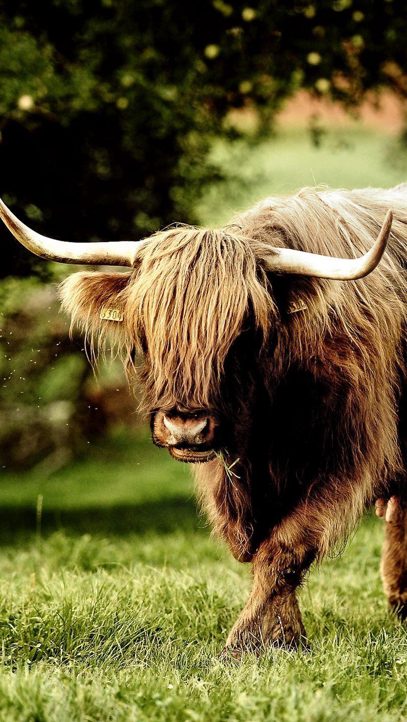 800x1420 Download wallpaper 800x1420 buffalo, bull, grass, walk, horn