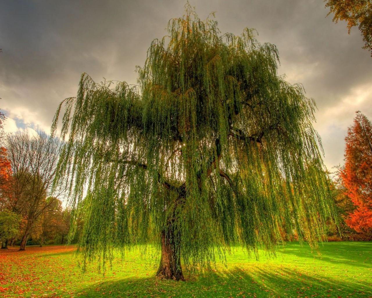 1280x1024 Weeping Willow Tree Viewing (1280×1024). Willow Tree