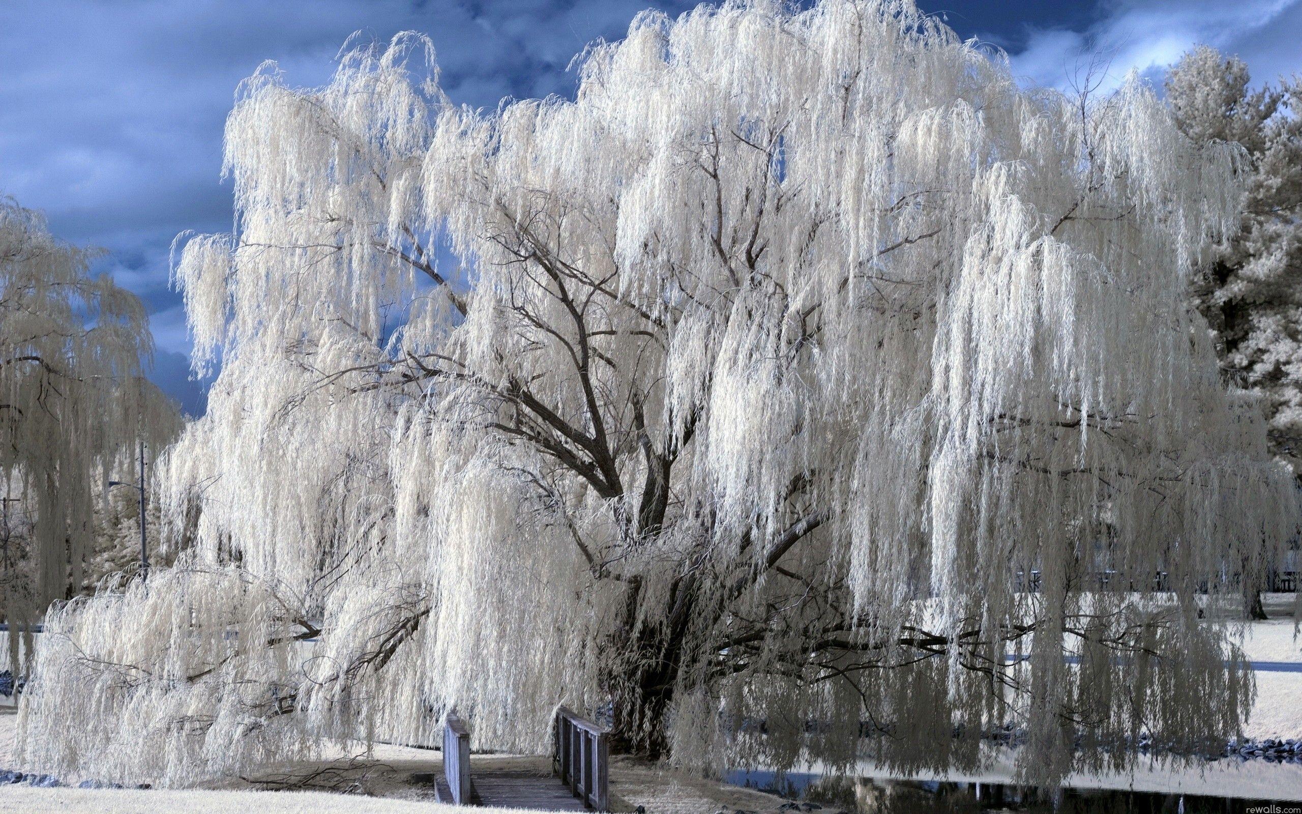 Weeping willow Weeping tree Winterflowering cherry Bonsai tree winter  landscape computer Wallpaper png  PNGWing