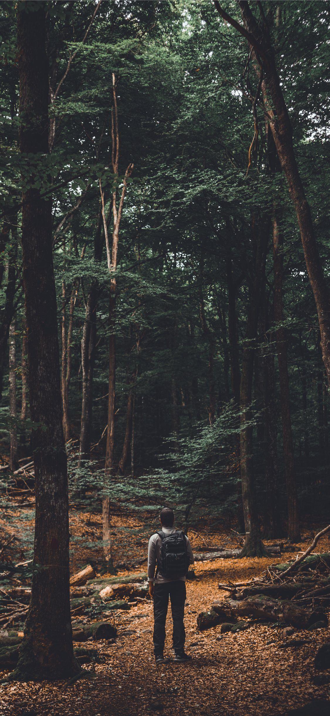 1125x2436 The beech forest iPhone X Wallpaper Free Download