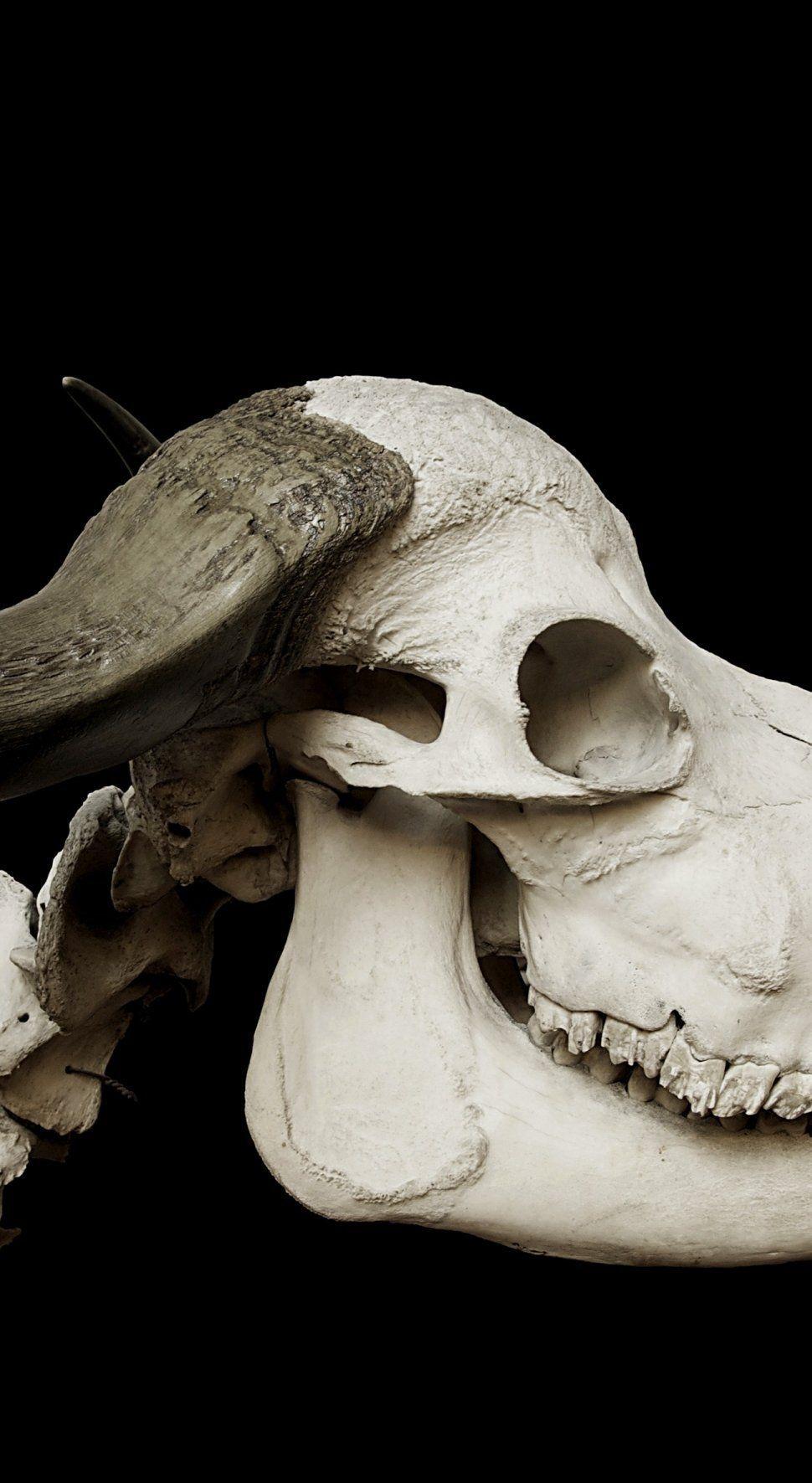 970x1771 Cattle Skull African Buffalo. African buffalo, Cattle, Skull